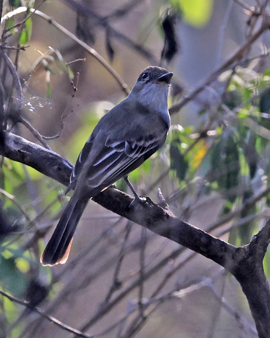 Brown-crested Flycatcher (Myiarchus tyrannulus) Agua Dulce Paraguay (1).jpg