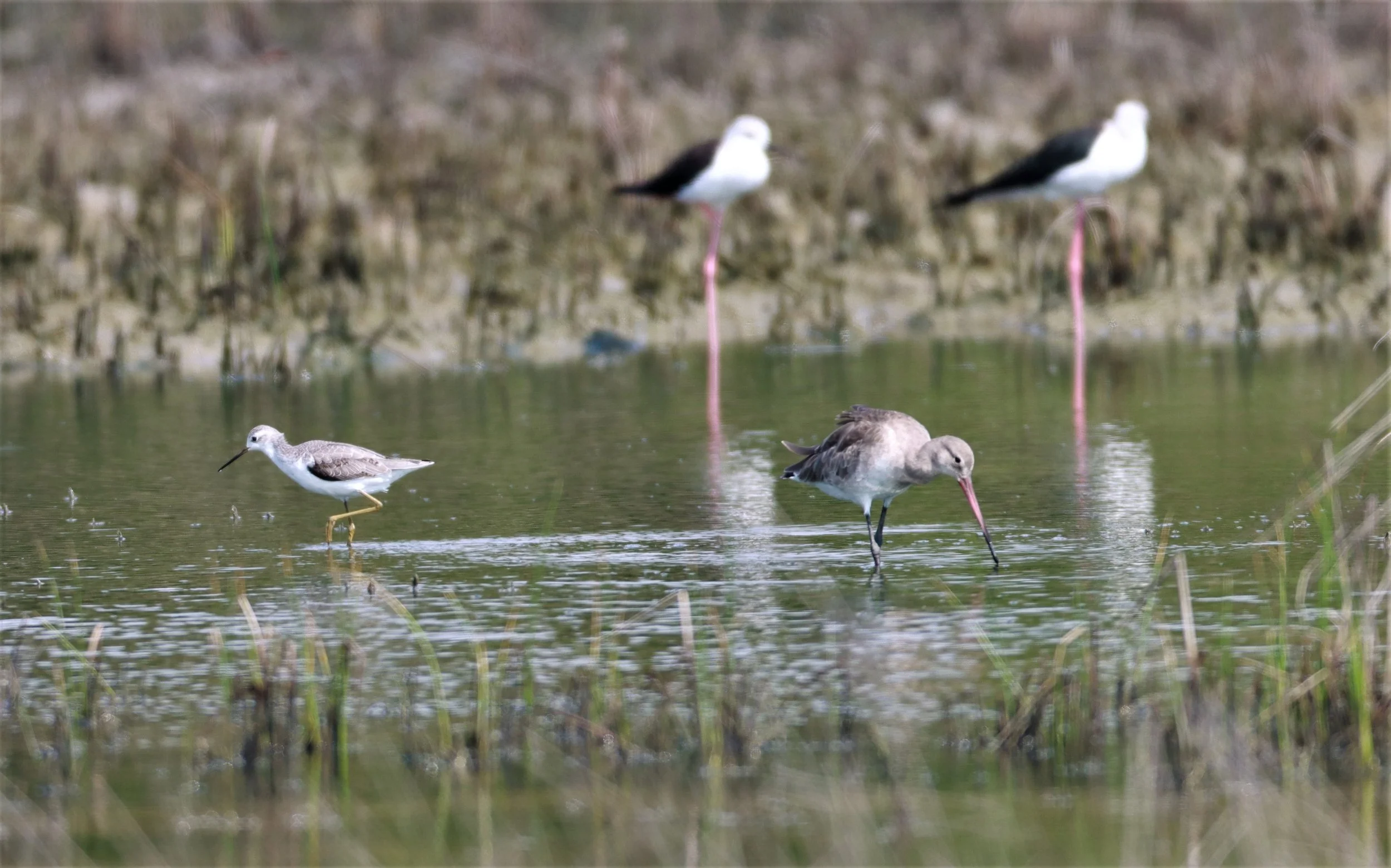 SANDPIPER - MARSH SANDPIPER - Tringa stagnalis - WITH EASTERN BLACK-TAILED DOWITCHER -  KHLONG TAMRU CHONBURI (1).jpg