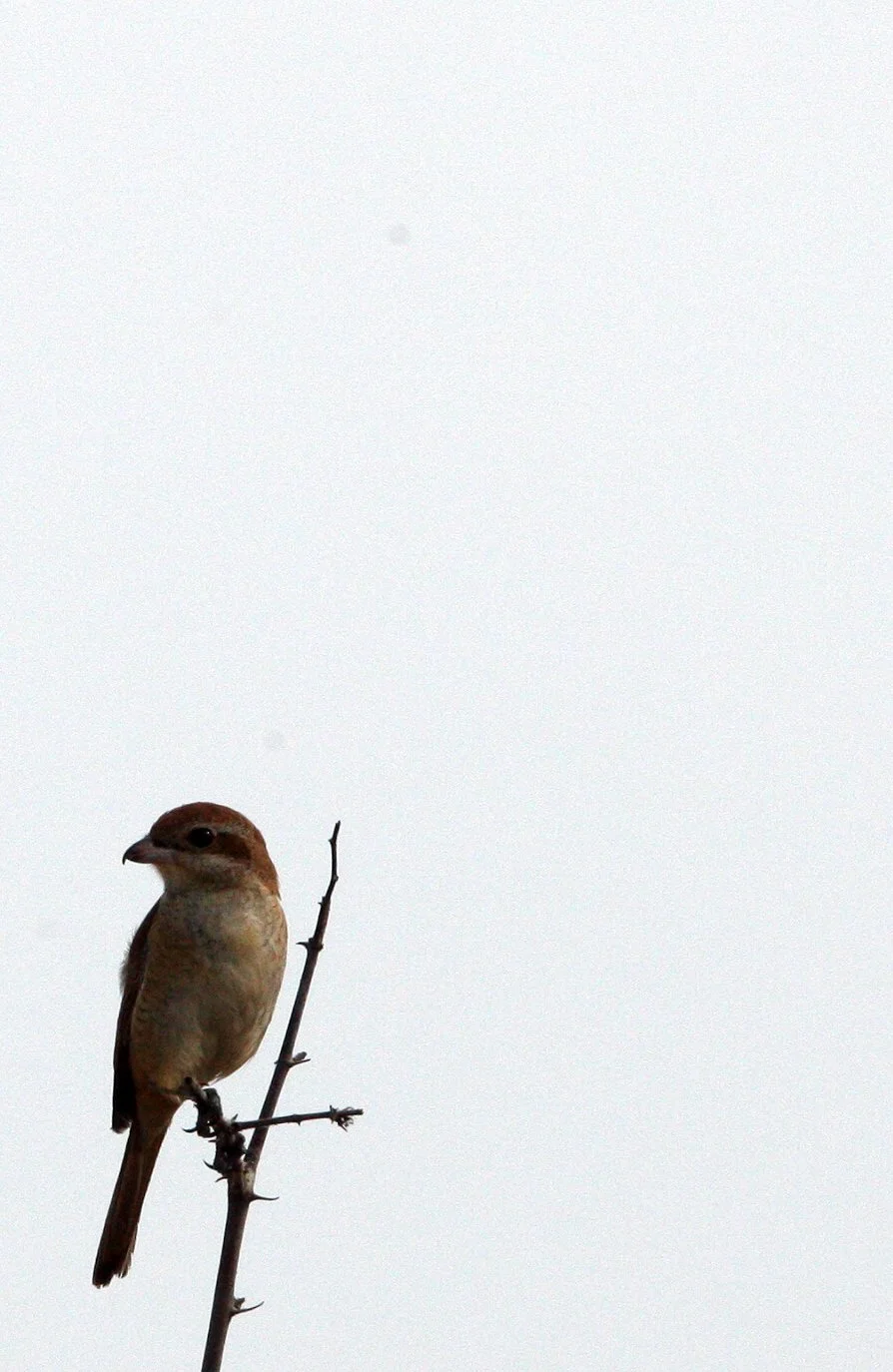 Brown Shrike (Lanius cristatus) Pak Thale Petchaburi Thailand (18).JPG