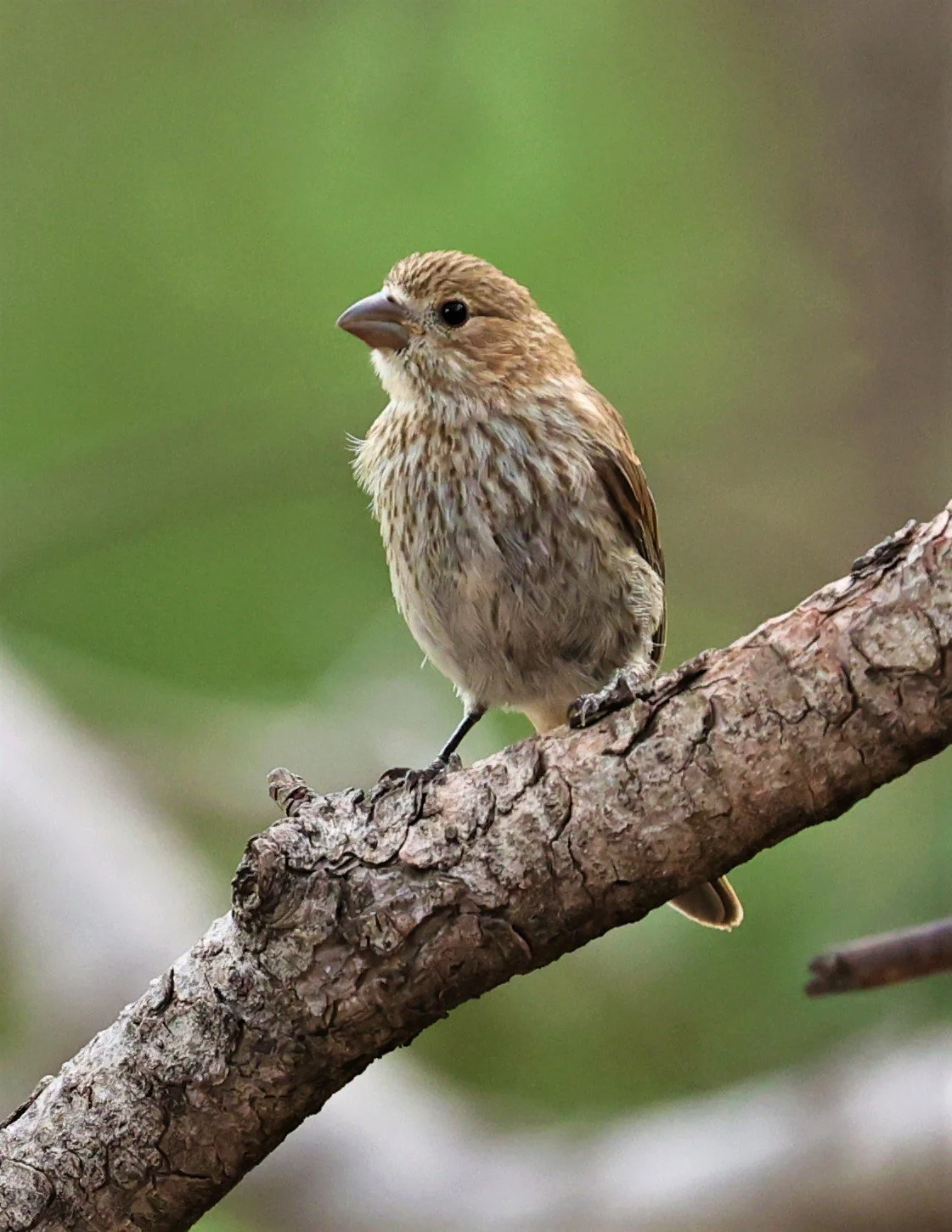 House Finch (Haemorhous mexicanus) Cave Creek Arizona (4).jpg