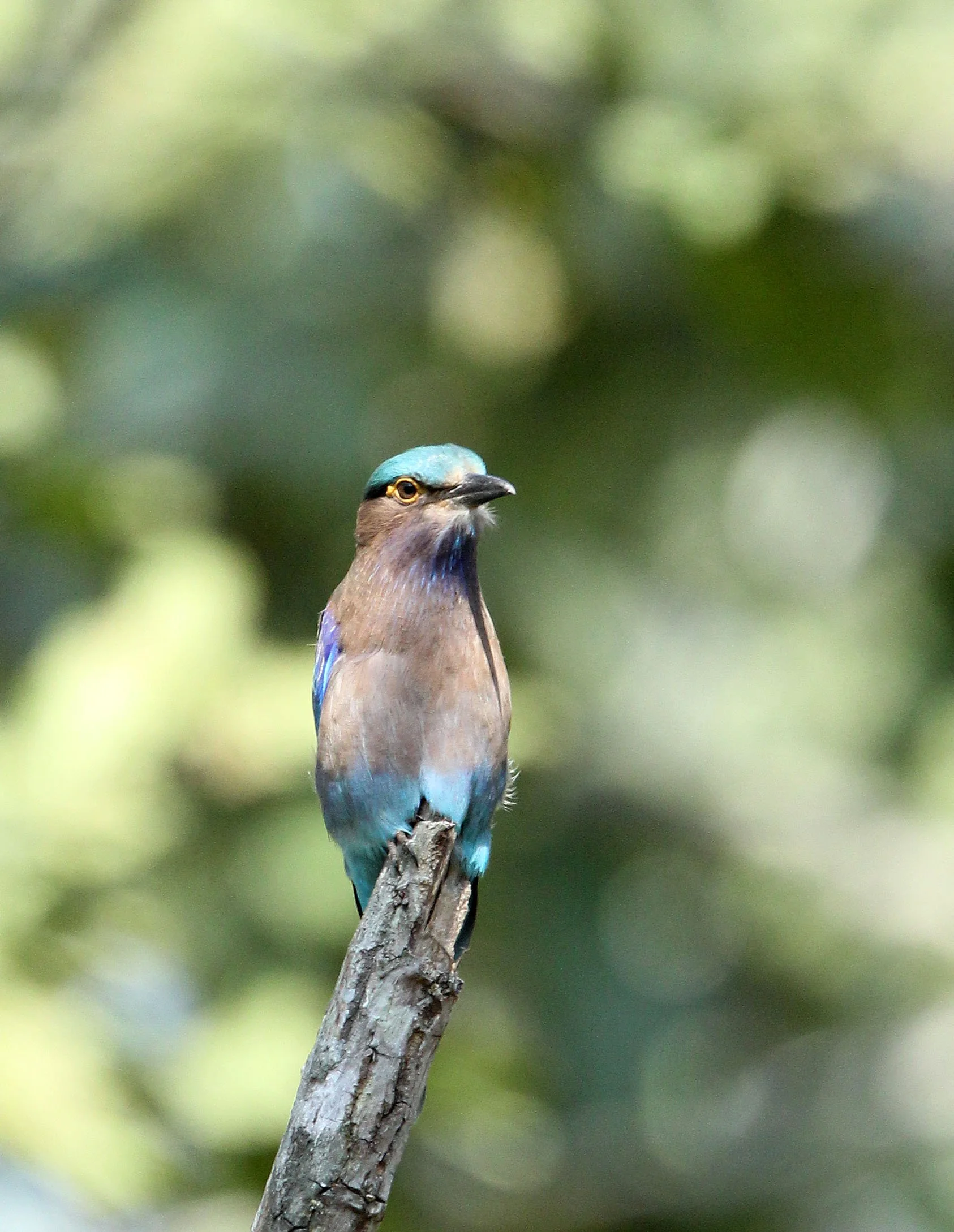 Indochinese Roller (Coracias affinis) Huai Kha Khaeng NWR Thailand (16).JPG