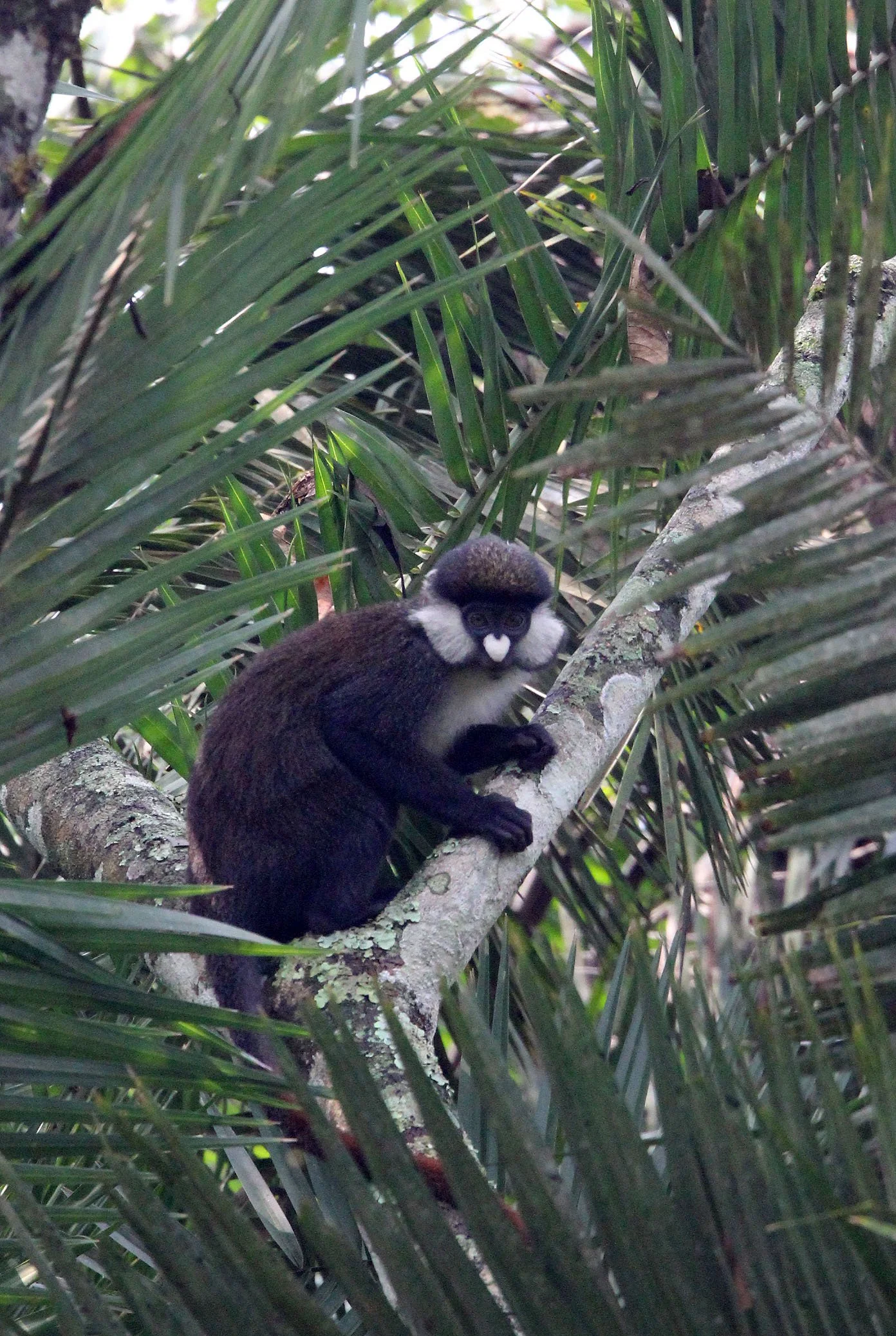 CERCOPITHECIDAE - Cercopithecus ascanius schmidti - SCHMIDT'S RED-TAILED MONKEY - KIBALE NATIONAL PARK UGANDA BIGODI SWAMP (44).JPG