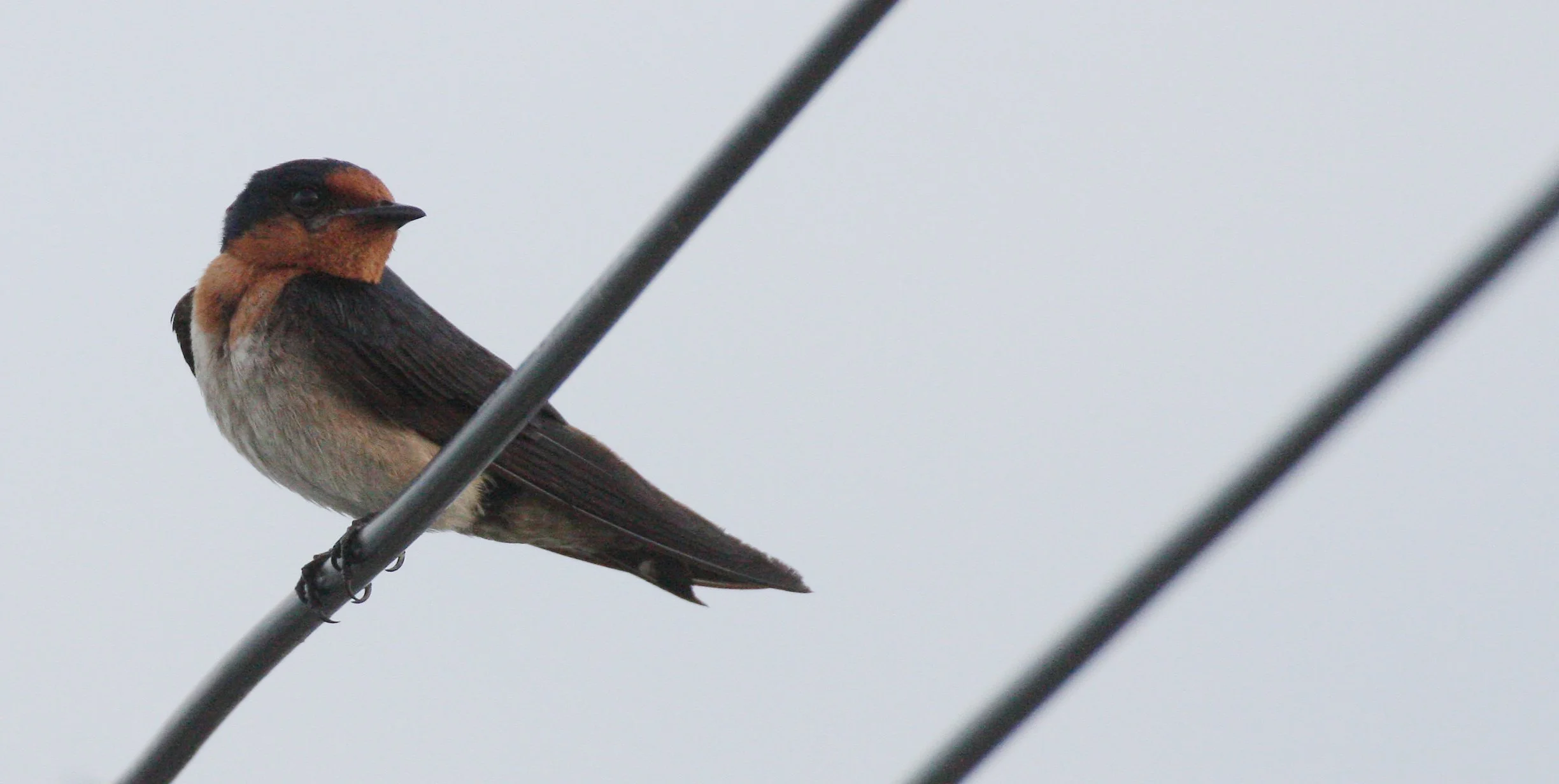 Pacific Swallow (Hirundo tahitica) Pak Nakhon Thailand (9).JPG