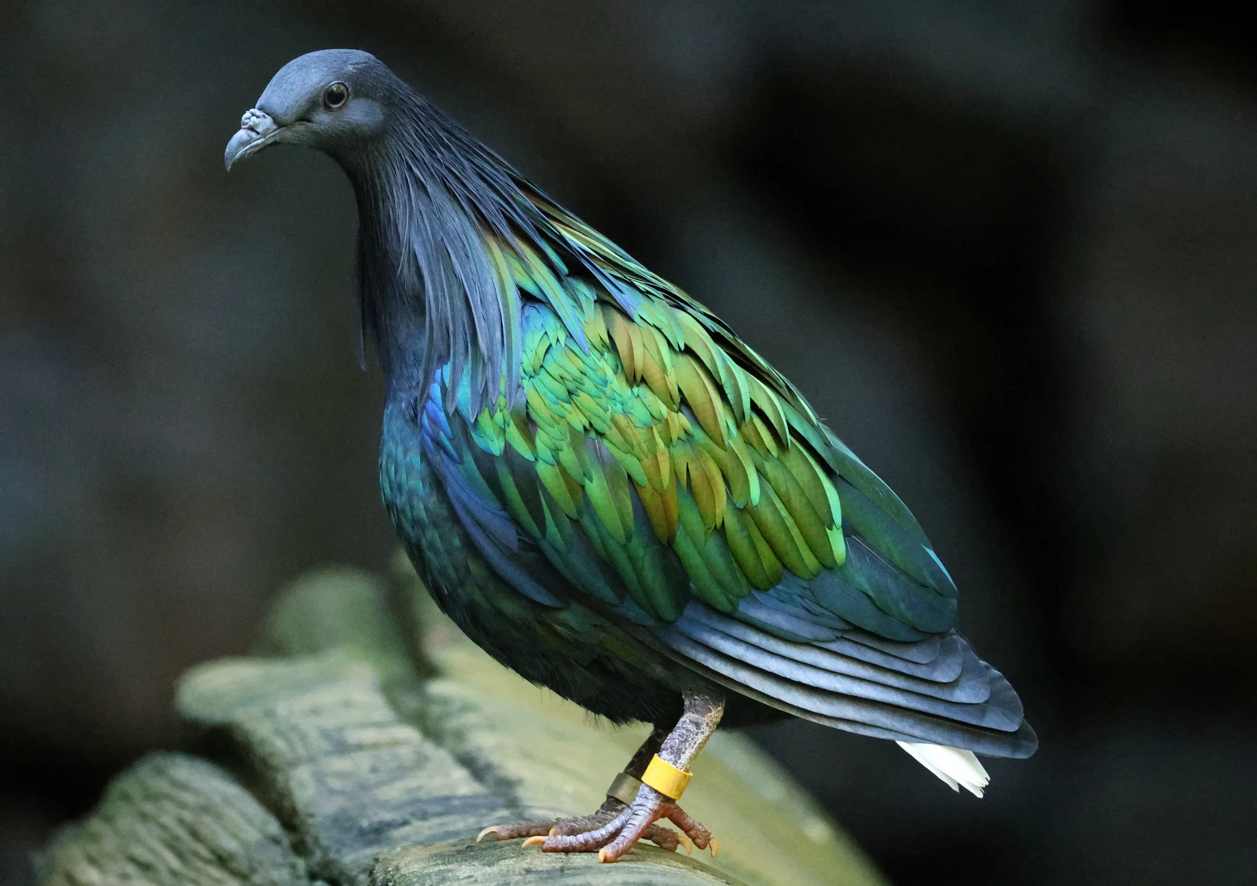Nicobar Pigeon (Caloenas nicobarica) Koala Trail Road and Locations South of Brisbane - Queensland (8).jpg