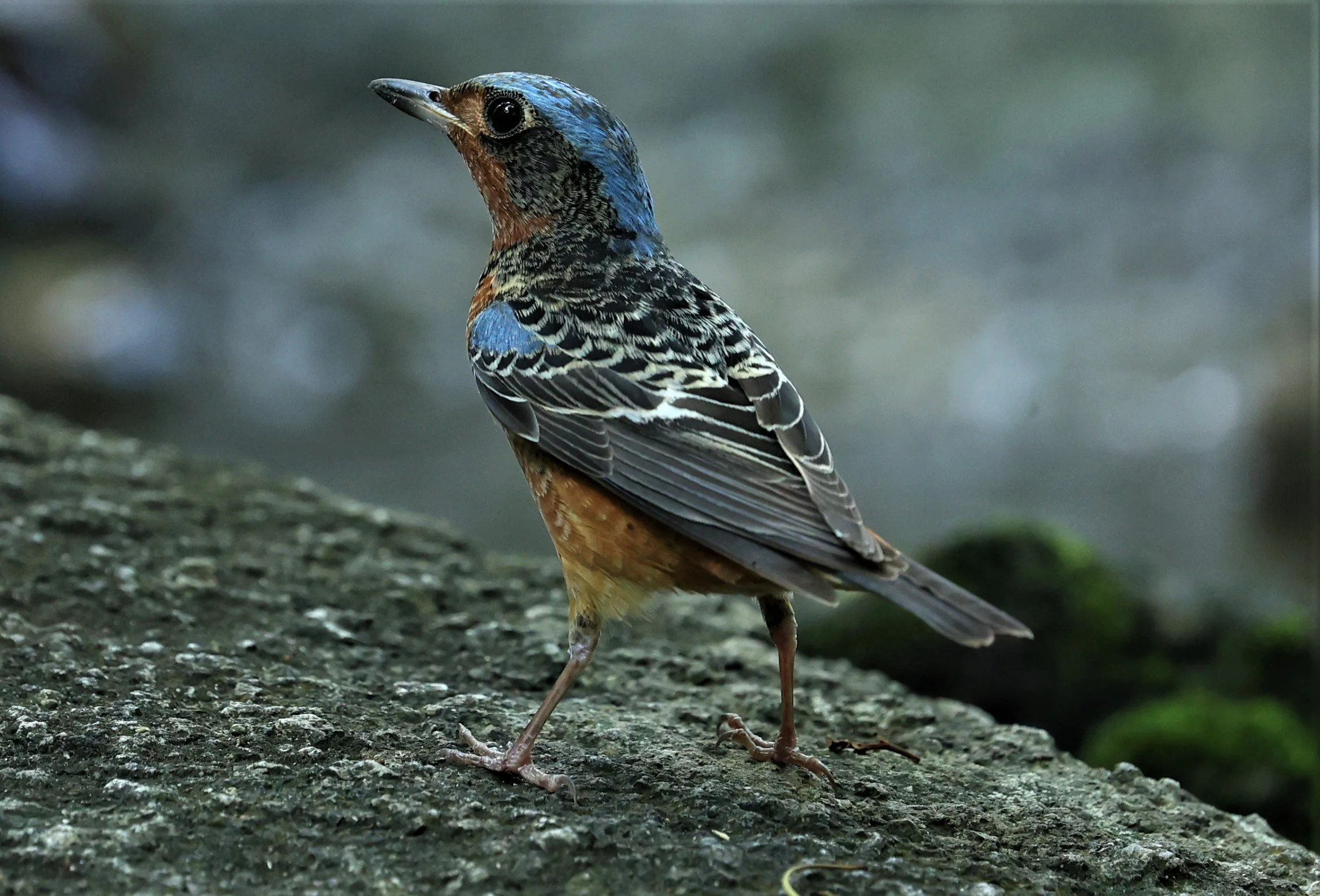 ROCK-THRUSH - WHITE-THROATED ROCK-THRUSH - Monticola gularis - WAT THAM PRATHUM CHONBURI March 2022 (30).jpg