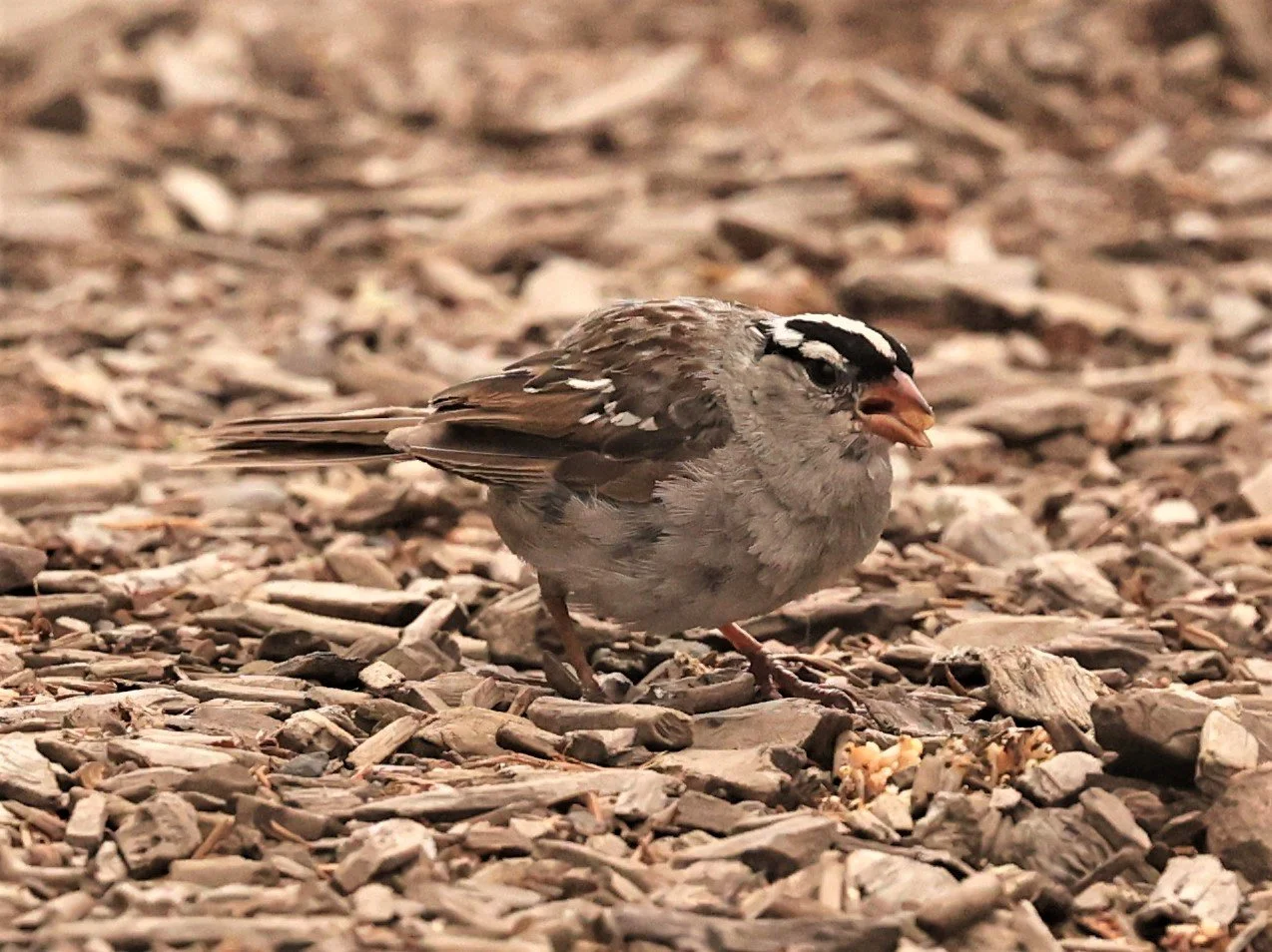 White-crowned Sparrow (Zonotrichia leucophrys) Brighton Utah (2).jpg