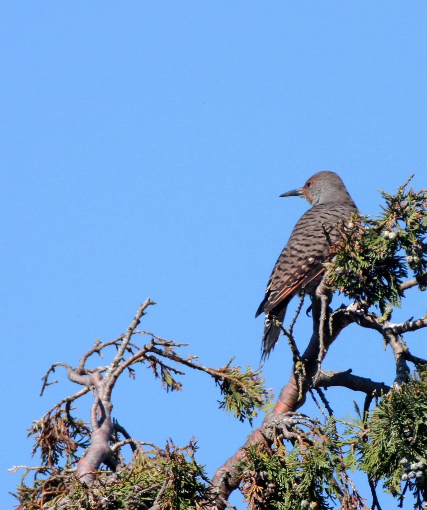 BIRD - WOODPECKER - FLICKER - NORTHERN FLICKER (13).JPG
