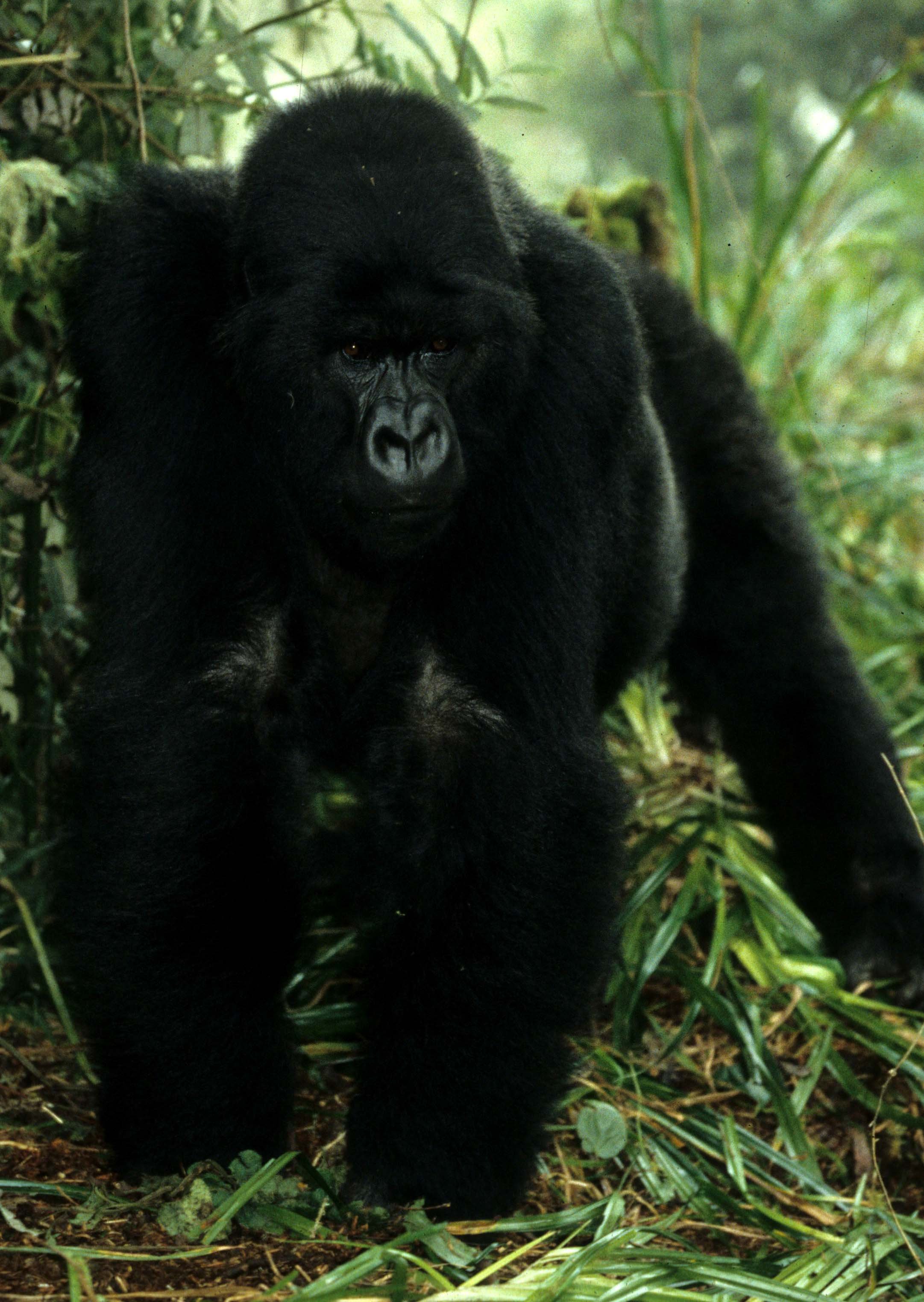 PRIMATE - GORILLA-RWANDA PARC DU VULCANS (45).jpg
