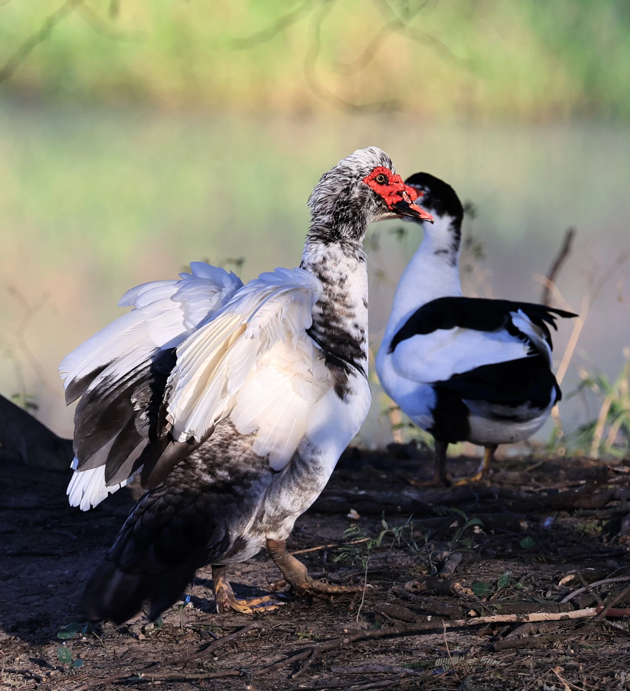 Muscovy Duck (Cairina moschata) Hotel Iparoma Campestre Paraguay (5).jpg
