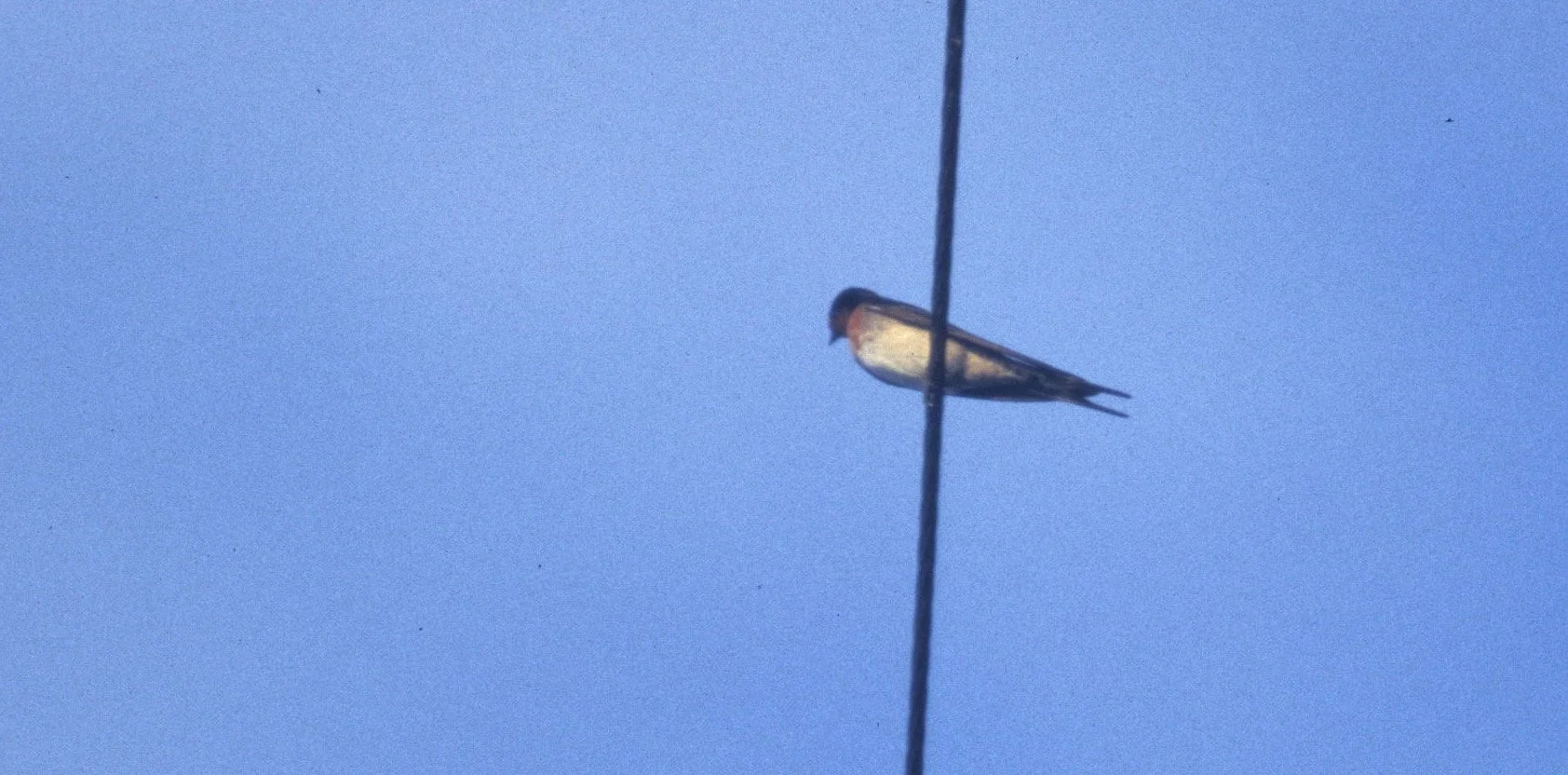 BIRD - SWALLOW - BARN SWALLOW - DAINTREE RAINFOREST A.jpg