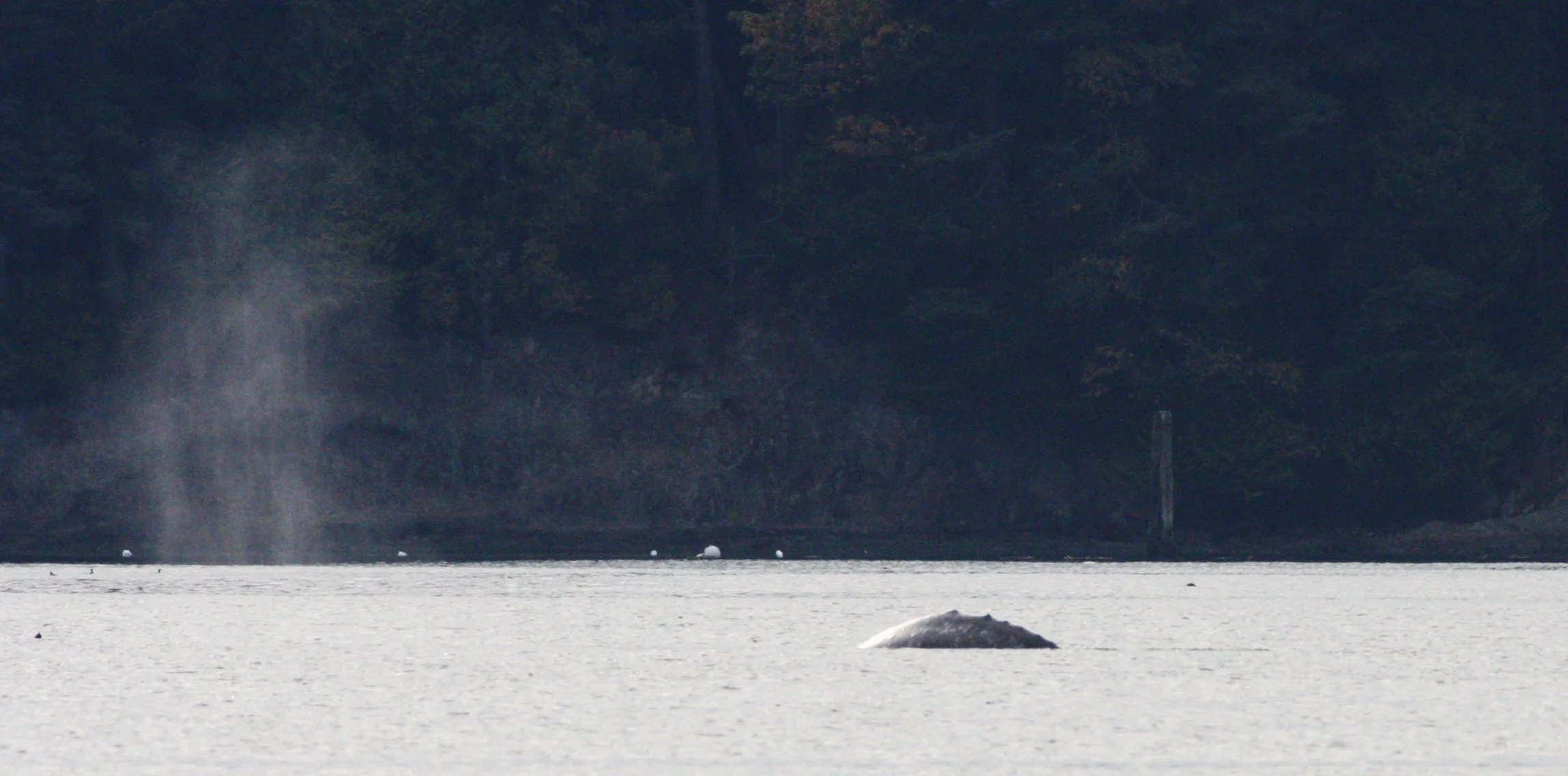 CETACEAN - GRAY WHALE - SALT CREEK WA (6).JPG