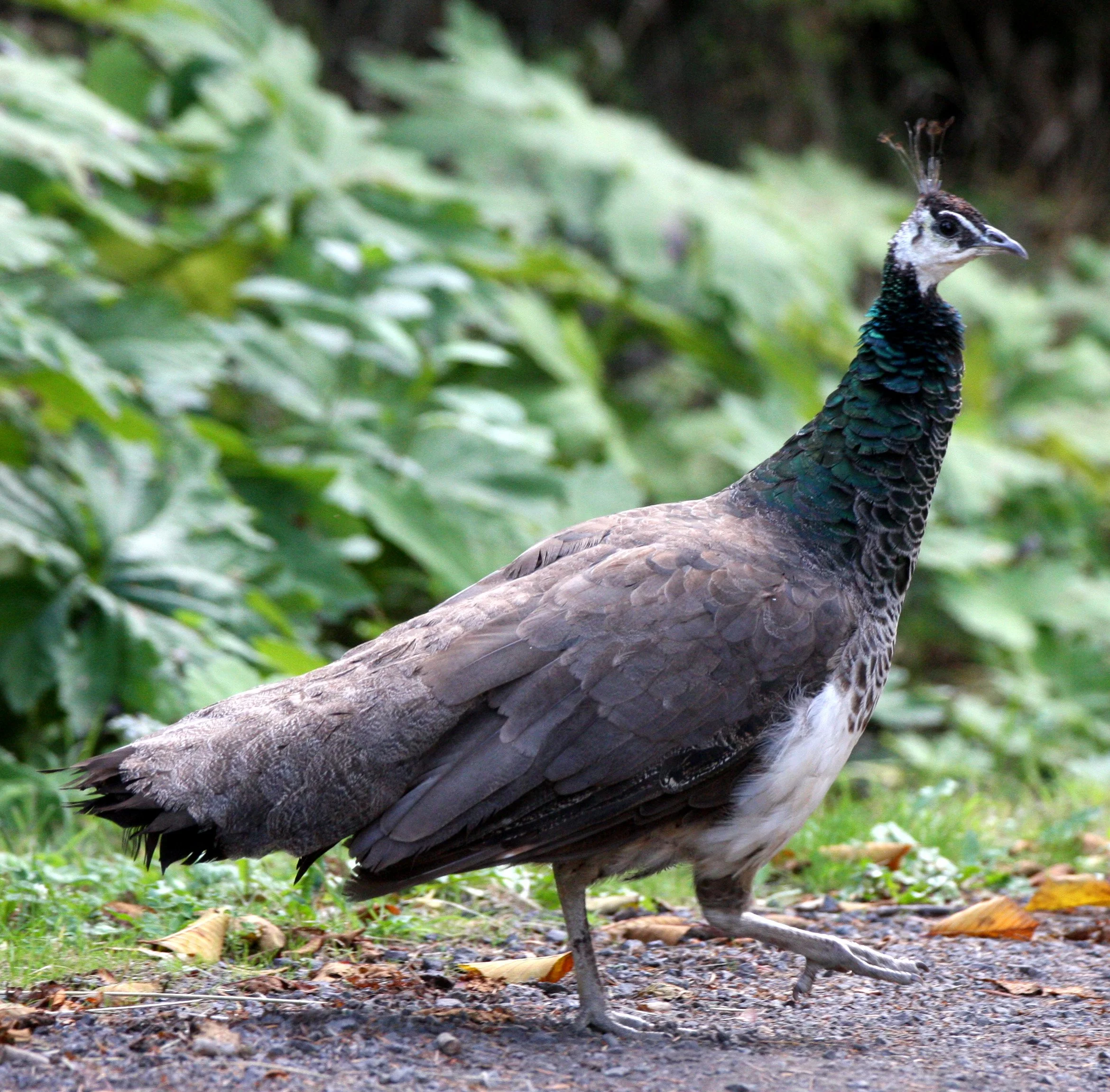 BIRD - PEACOCK - FEMALE - LAKE FARM TRAILS (5).JPG