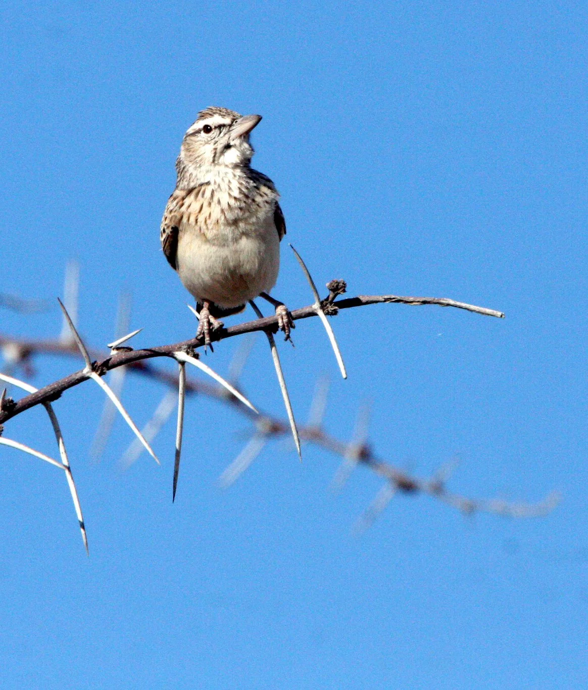 Sabota Lark (Calendulauda sabota) Etosha NP Namibia (1).JPG