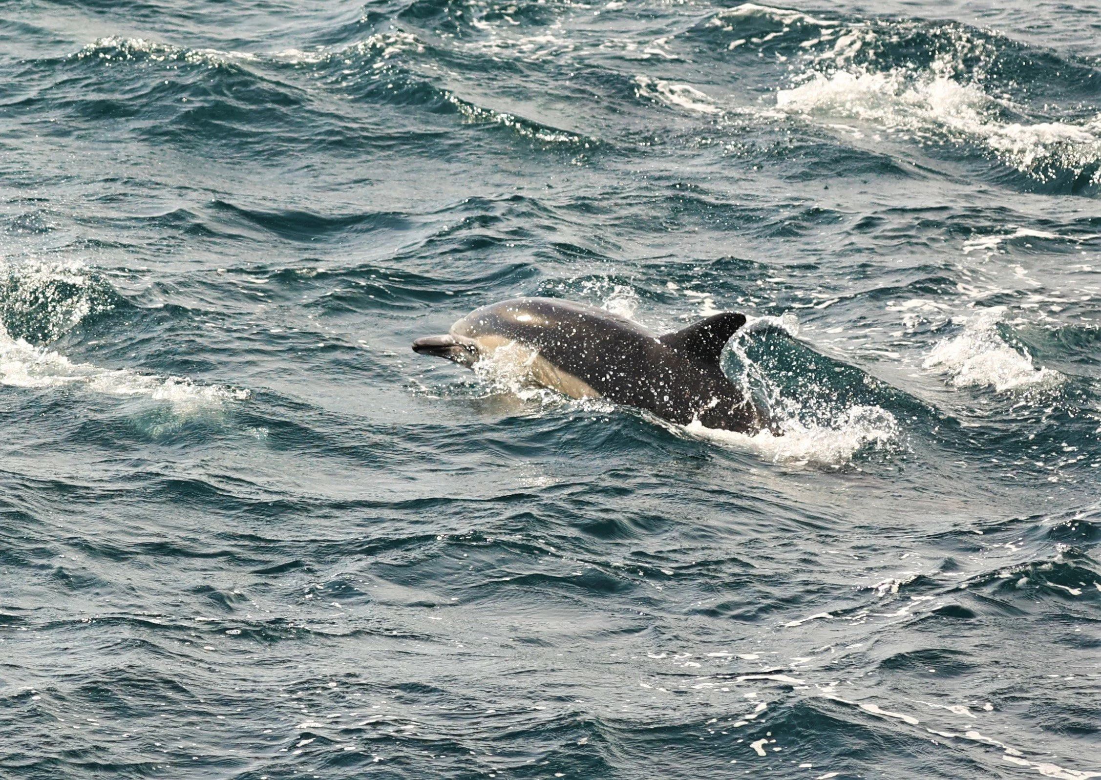 Delphinus delphis - SHORT-BEAKED COMMON DOLPHIN - SANTA CRUZ ISLAND CHANNEL ISLANDS NATIONAL PARK 2022  (5).jpg
