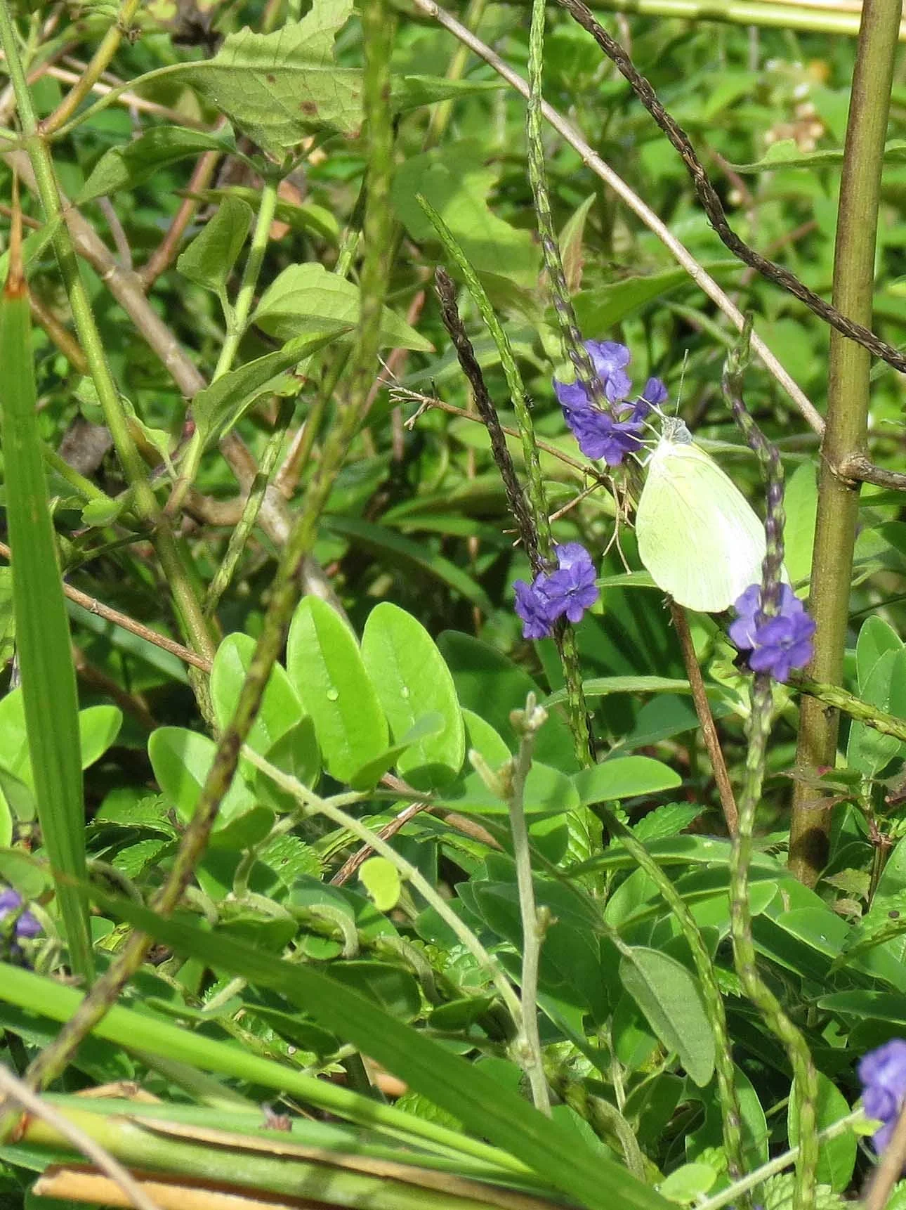 SON TRA PENINSULA - COKIE'S IMAGES (29).JPG