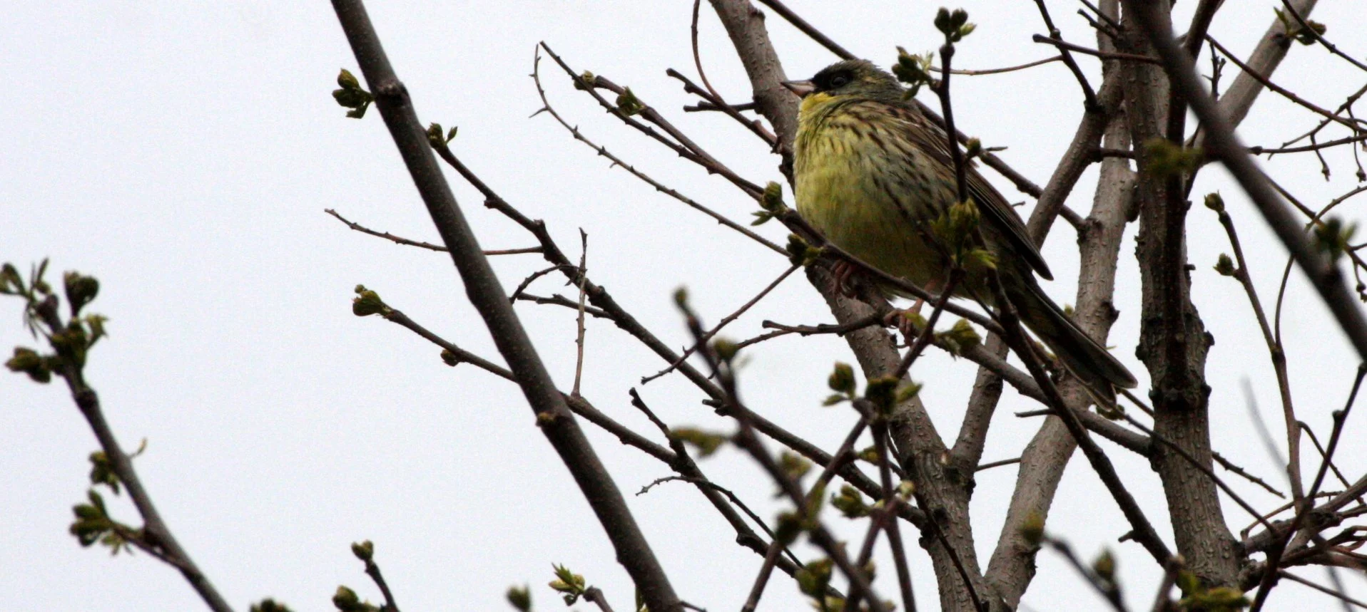 Eurasian Siskin (Spinus spinus) Shimokita Peninsula, Kawauchi Japan (5).JPG
