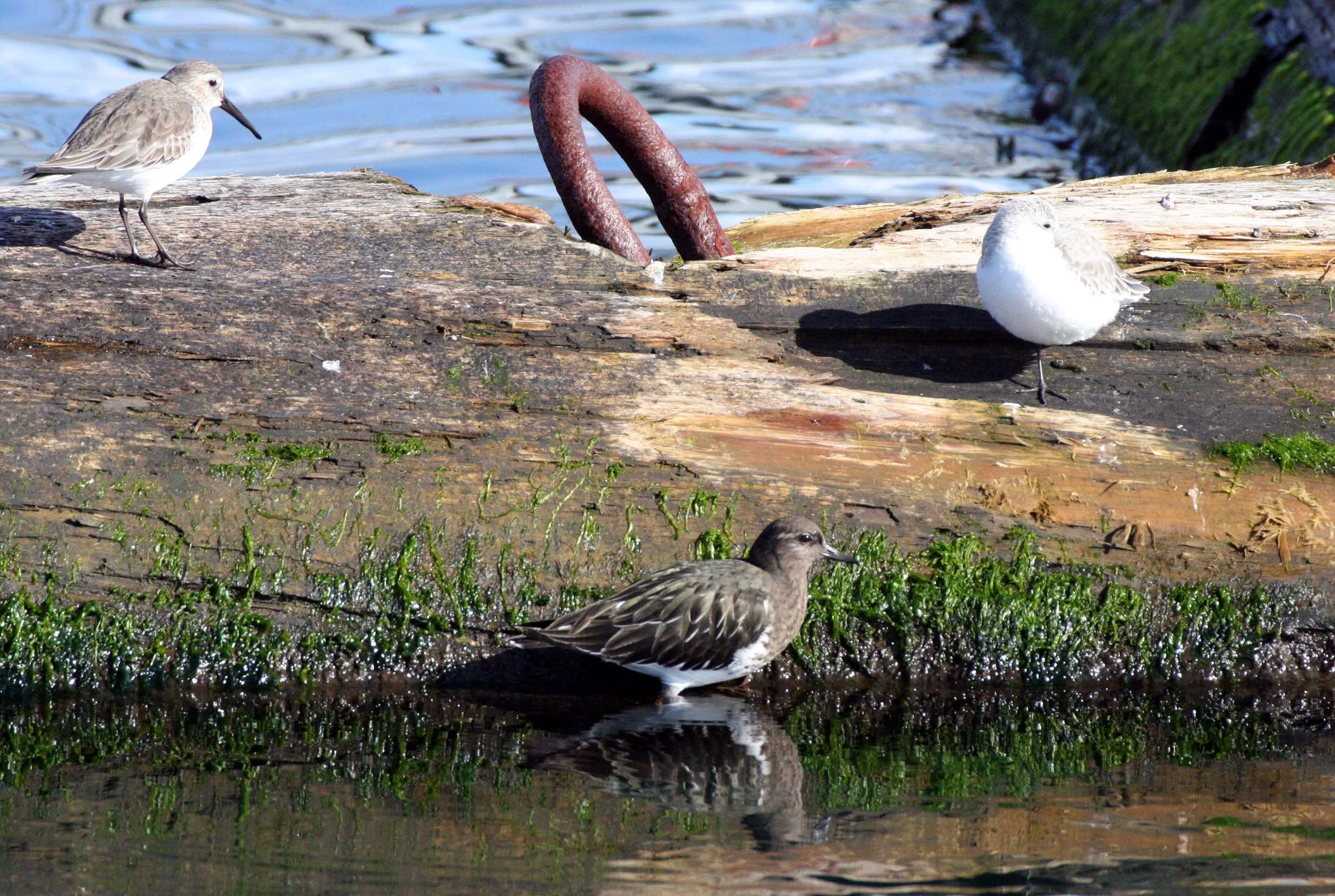 BIRD - TURNSTONE - BLACK TURNSTONE WITH DUNLIN AND SANDERLING - PORT ANGELES HARBOR WA (2).JPG