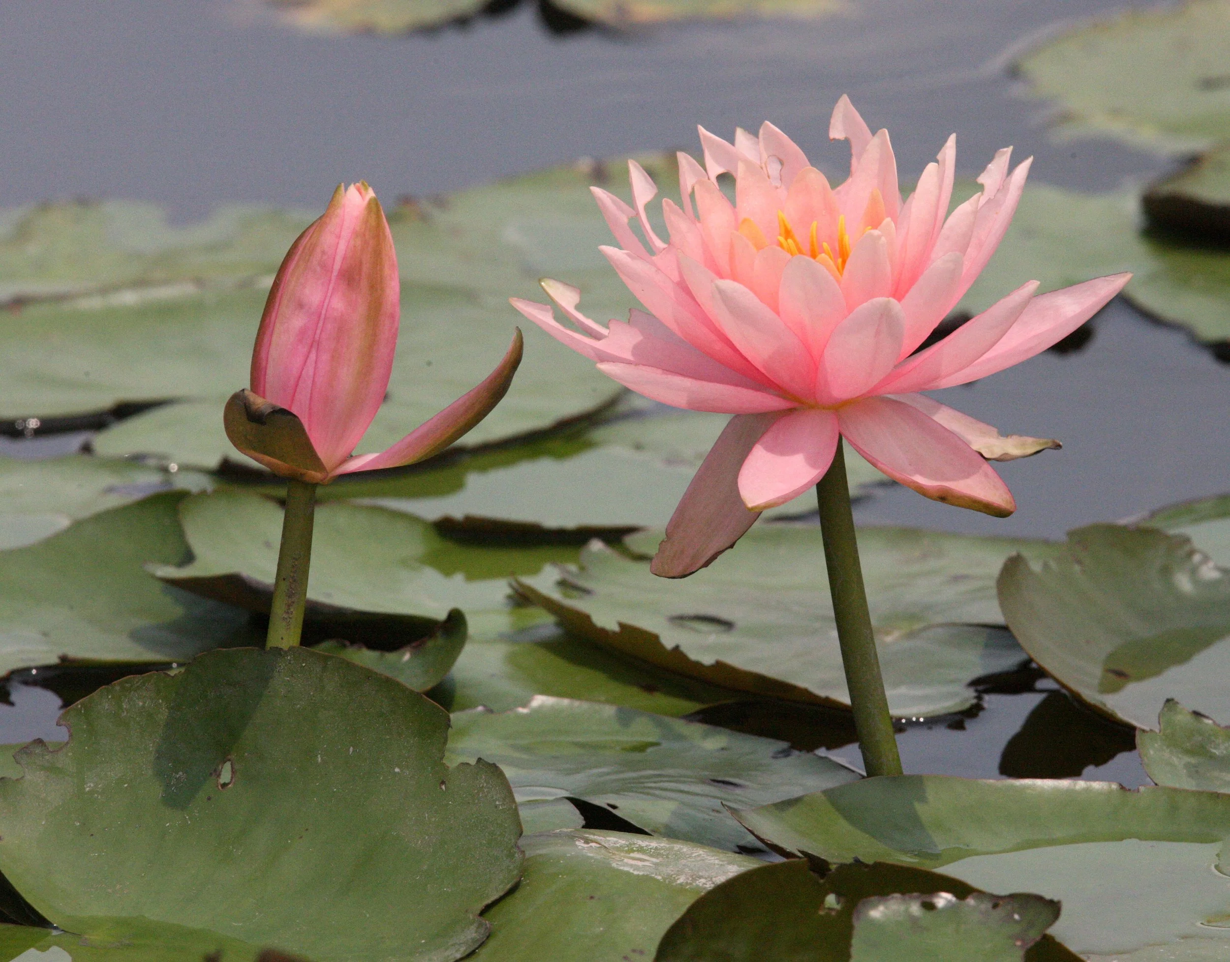 MAI PO WETLANDS HONG KONG (7).JPG