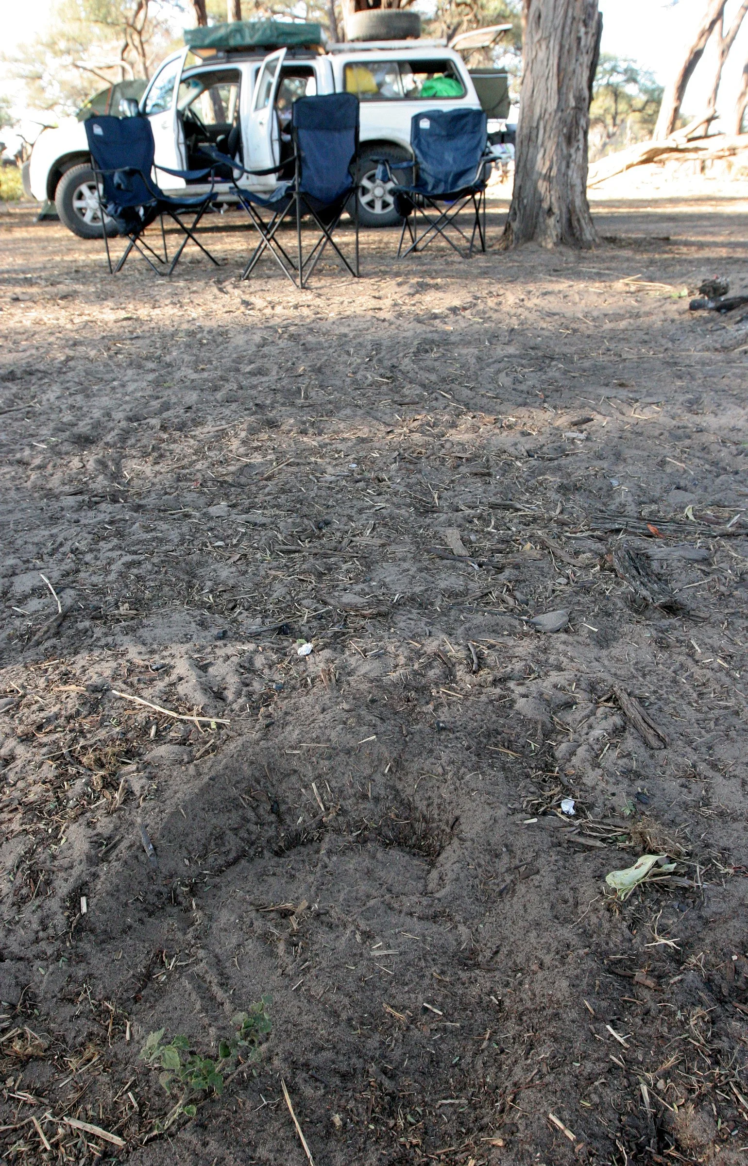 BOTSWANA - KHWAI CAMP - ELEPHANT VISITOR TO CAMP.JPG