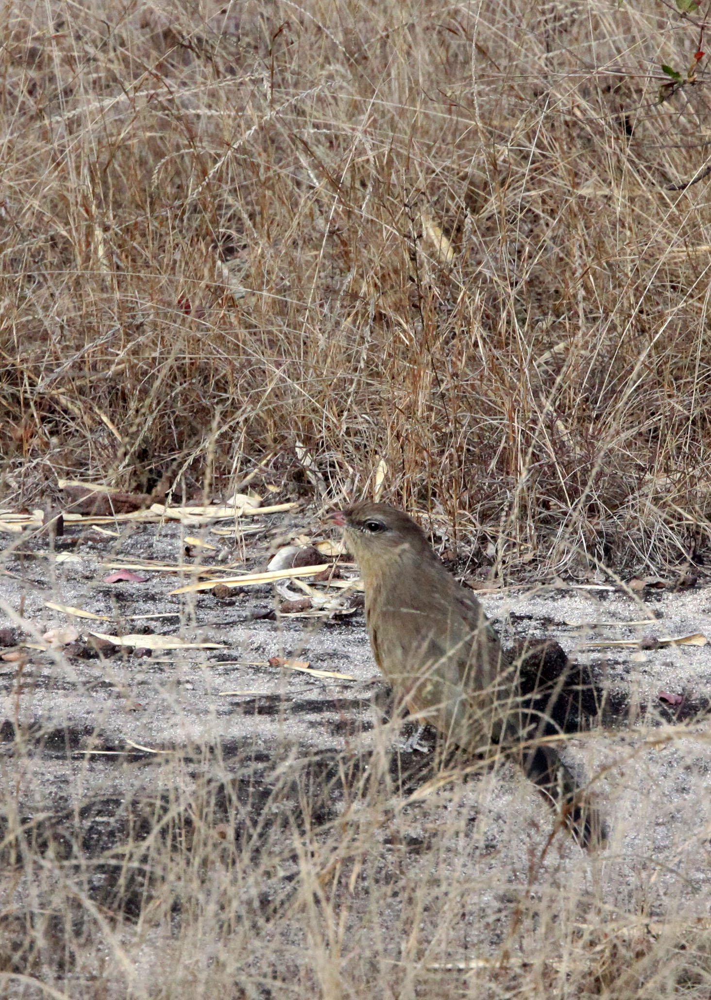 Sirkeer Malkoha (Taccocua leschenaultii) Bandhavgar NP India (2).JPG