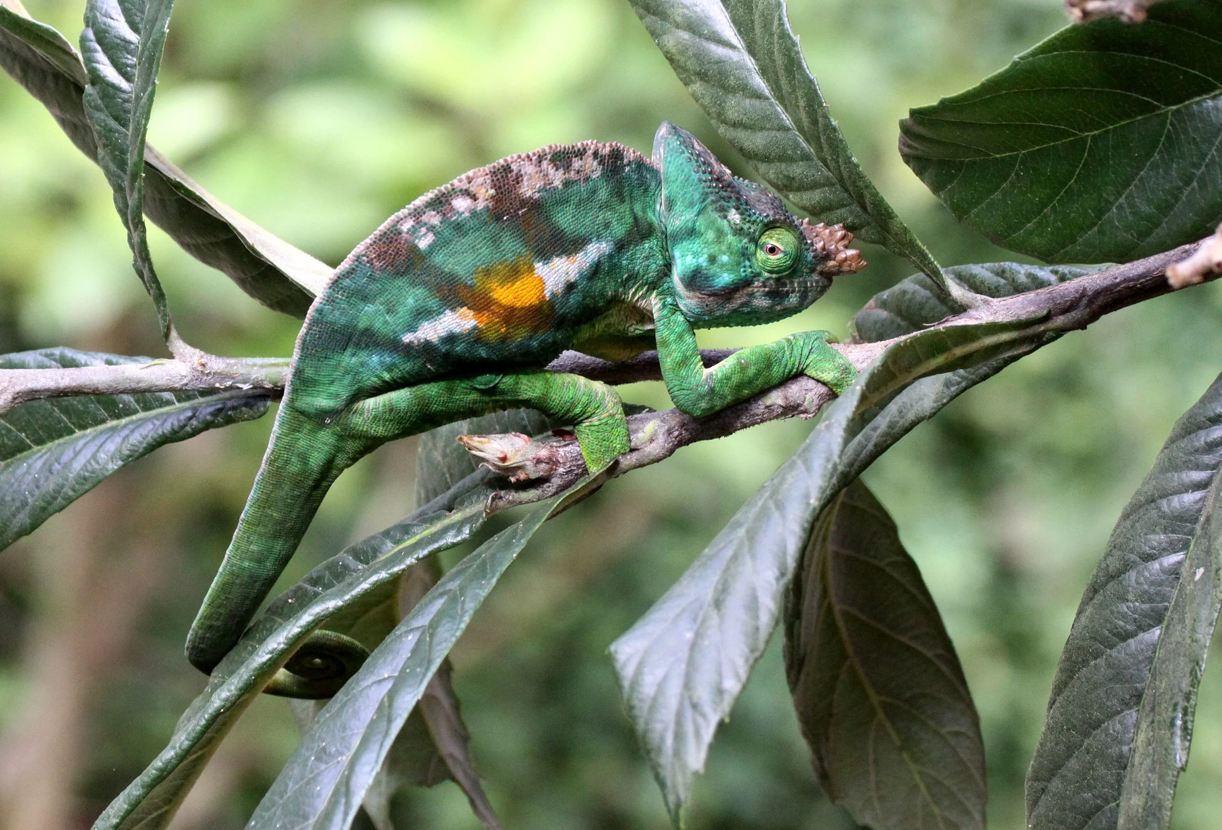 Calumma parsonii - PARSON'S CHAMELEON - MANTADIA NATIONAL PARK MADAGASCAR (24).JPG