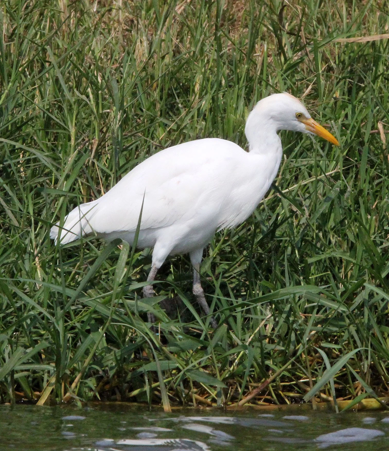 EGRET - INTERMEDIATE EGRET - EGRET - Mesophoyx intermedia - QUEEN ELIZABETH NP UGANDA.JPG