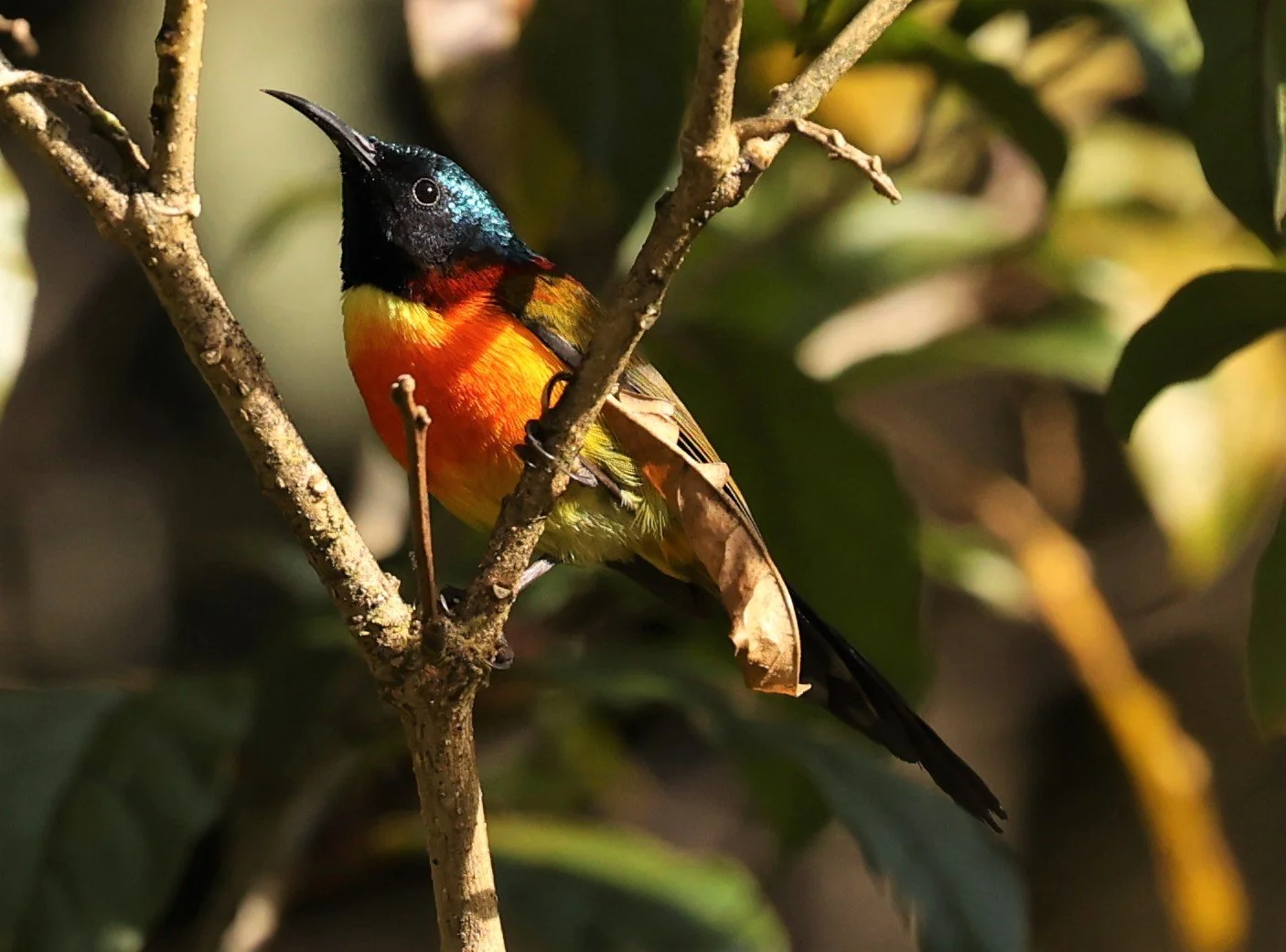 SUNBIRD - DOI INTHANON GREEN-TAILED SUNBIRD - Aethopyga nipalensis angkanensis - DOI INTHANON NP CHIANG MAI, DEC 2021 (36).JPG