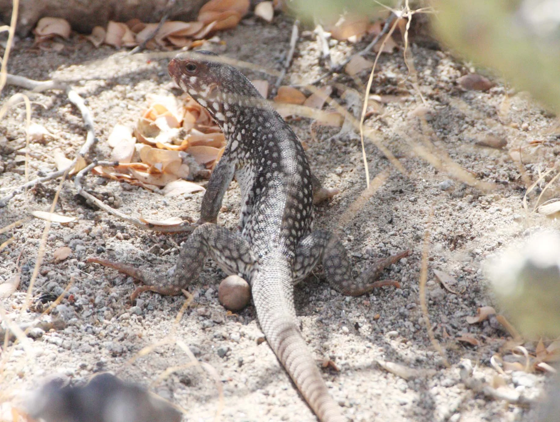 Dipsosaurus catalinensis - CATALINA ISLAND DESERT IGUANA - ISLA SANTA CATALINA BAJA MEXICO  (20).JPG