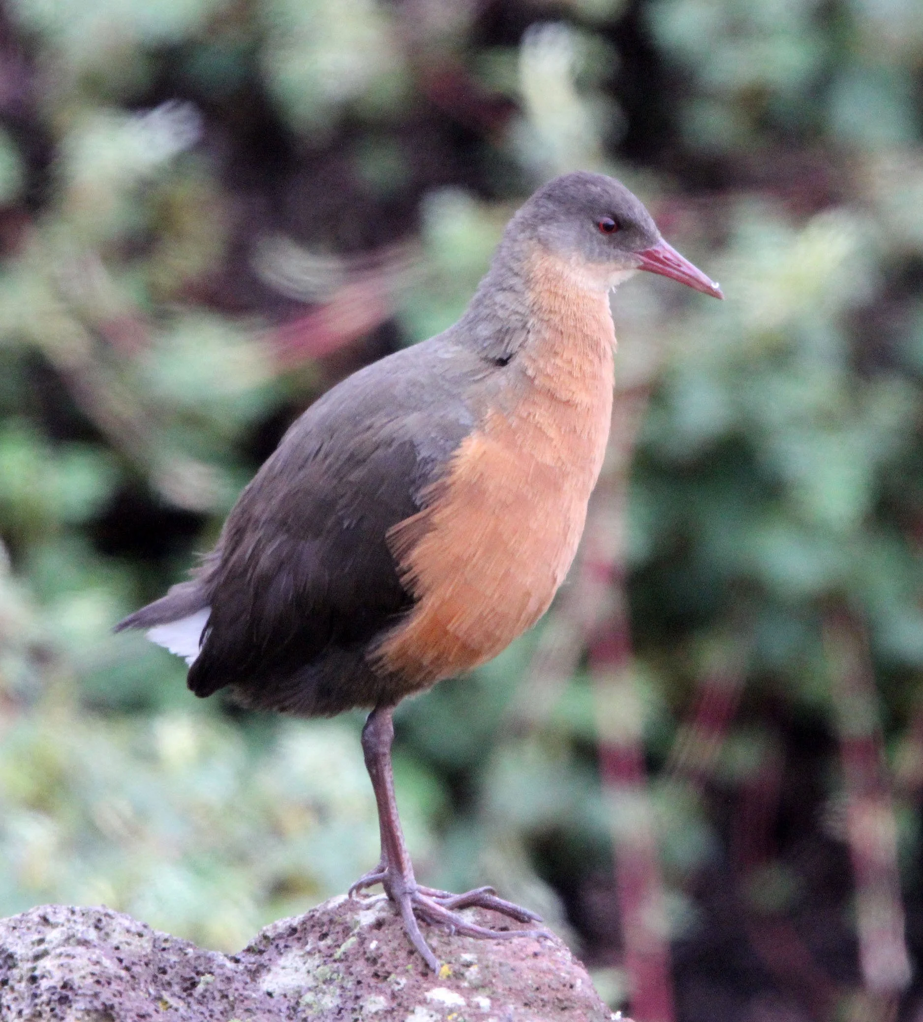 Rouget's Rail (Rougetius rougetii) Bale Mountains NP Ethiopia (6).JPG
