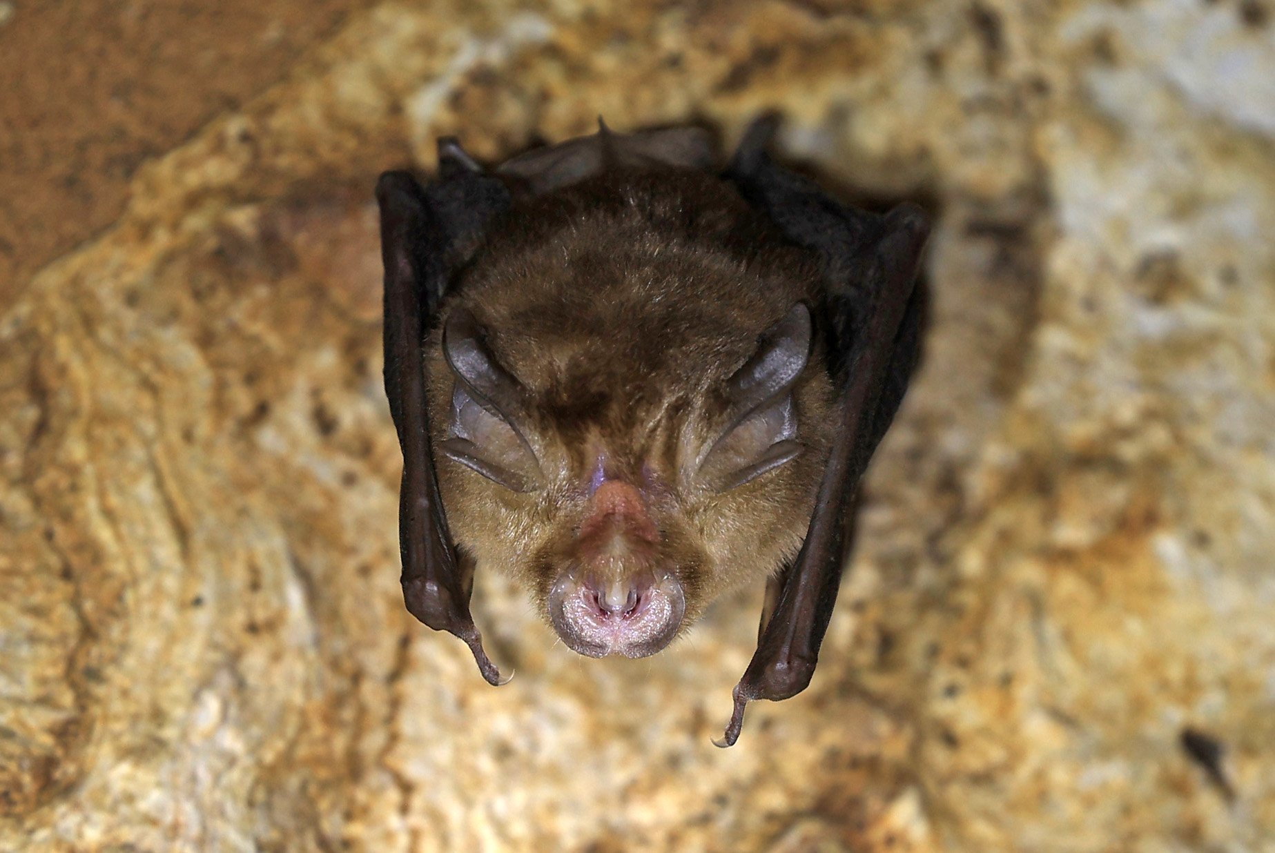 Shamel’s Horseshoe Bat (Rhinolophus shameli) Wat Tham Sila Thong Temple Pak Chong Thailand near Khao Yai (17).jpg