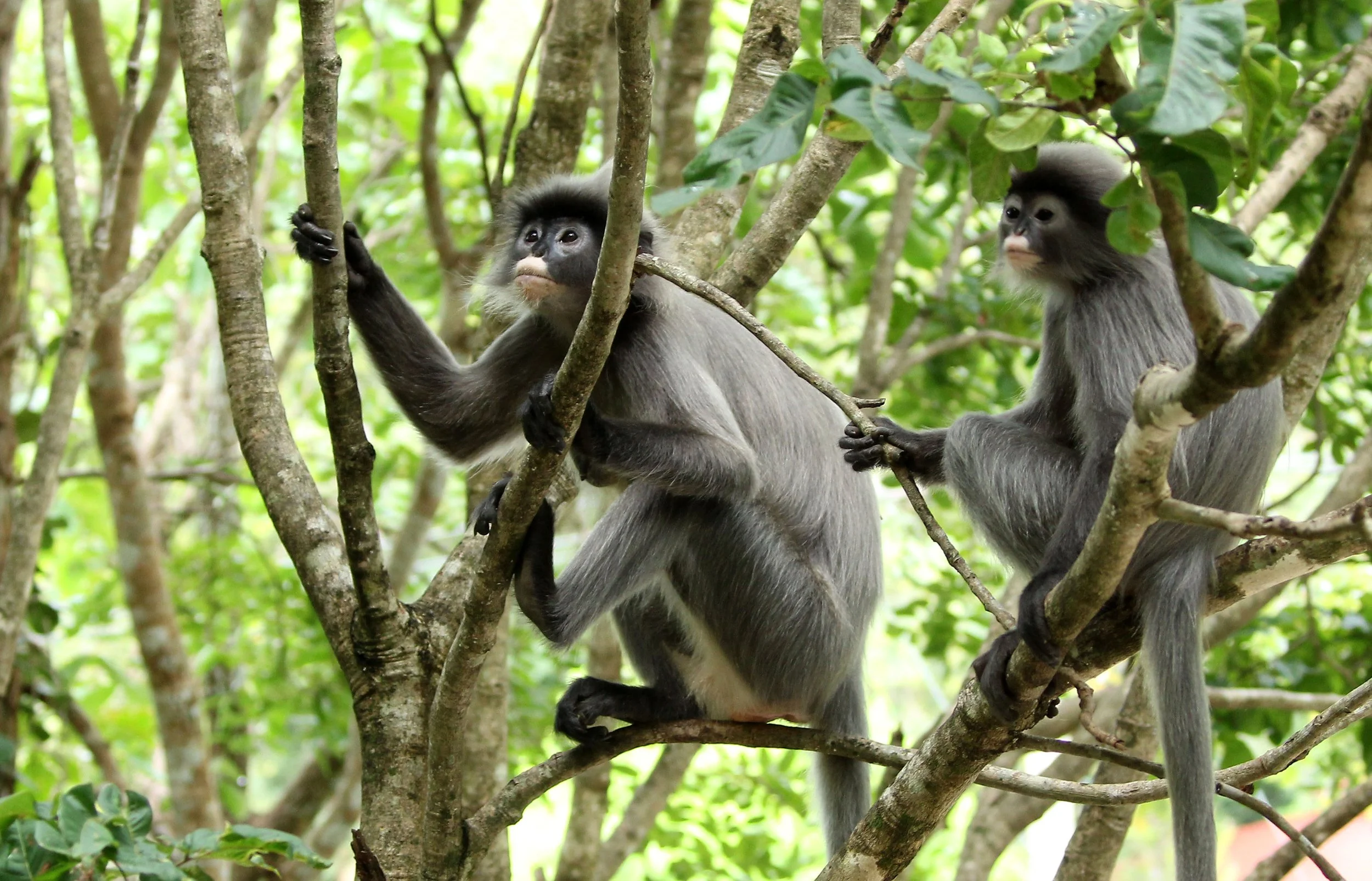 CERCOPITHECIDAE - Trachypithecus crepusculus - INDOCHINESE GRAY LANGUR - PHI THA KHON TEMPLE LOEI (90).JPG