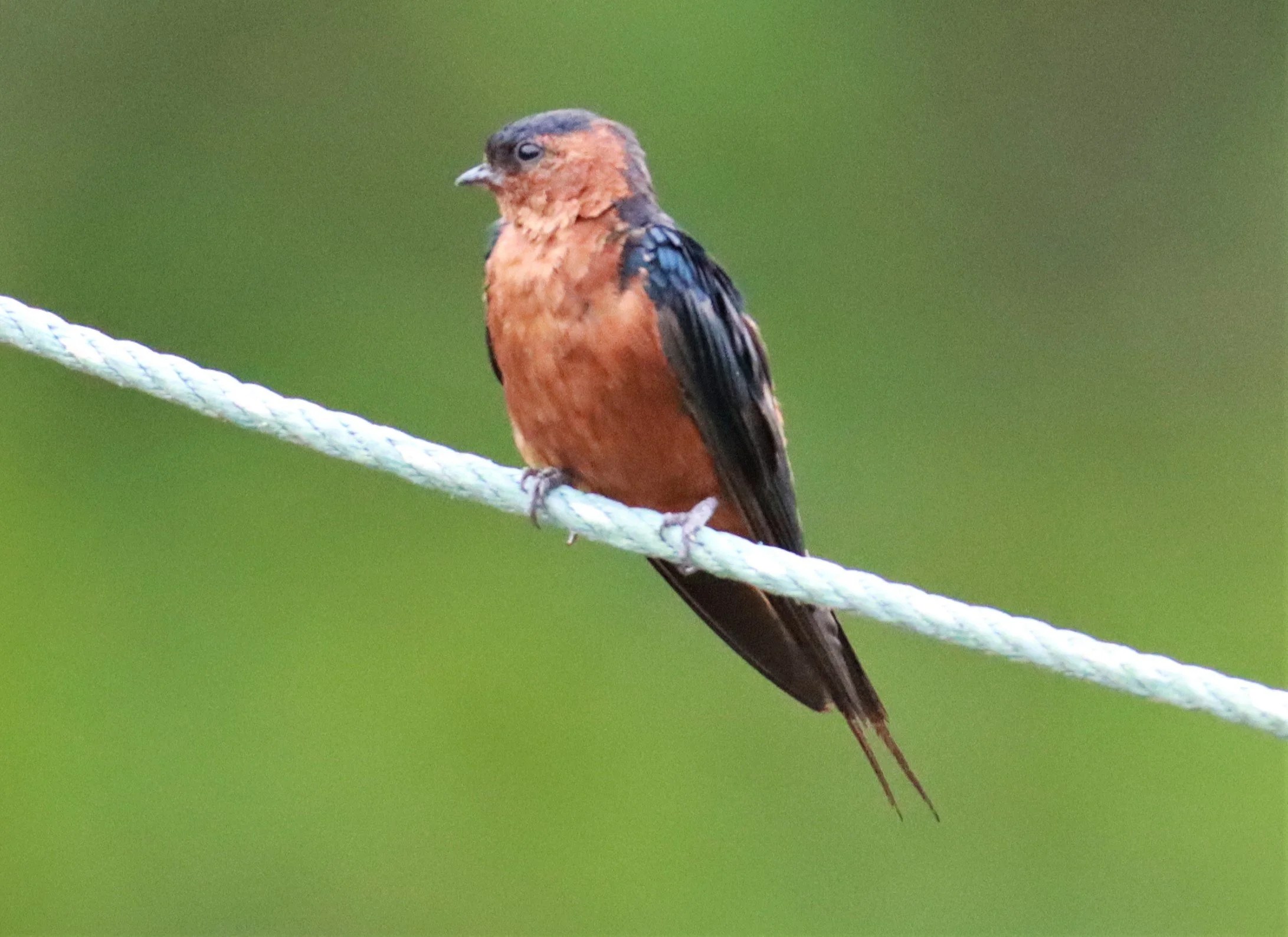 Rufous-bellied Swallow (Cecropis badia) Ao Phang Nga NP Thailand (4).jpg
