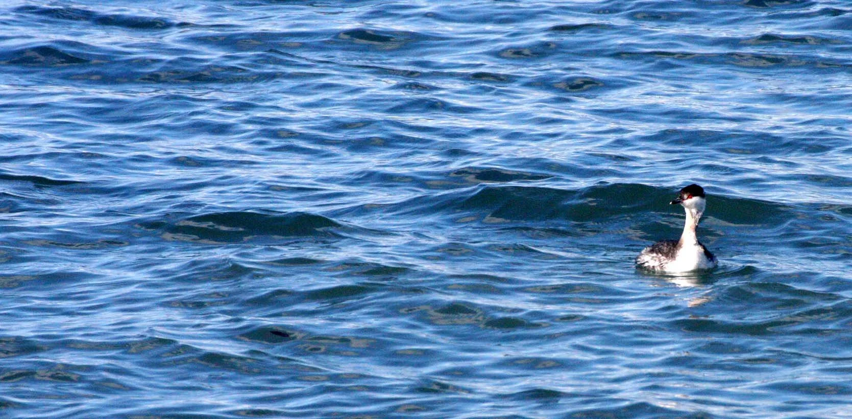 Horned Grebe (Podiceps auritus) Port Angeles Harbor Washington (2).JPG