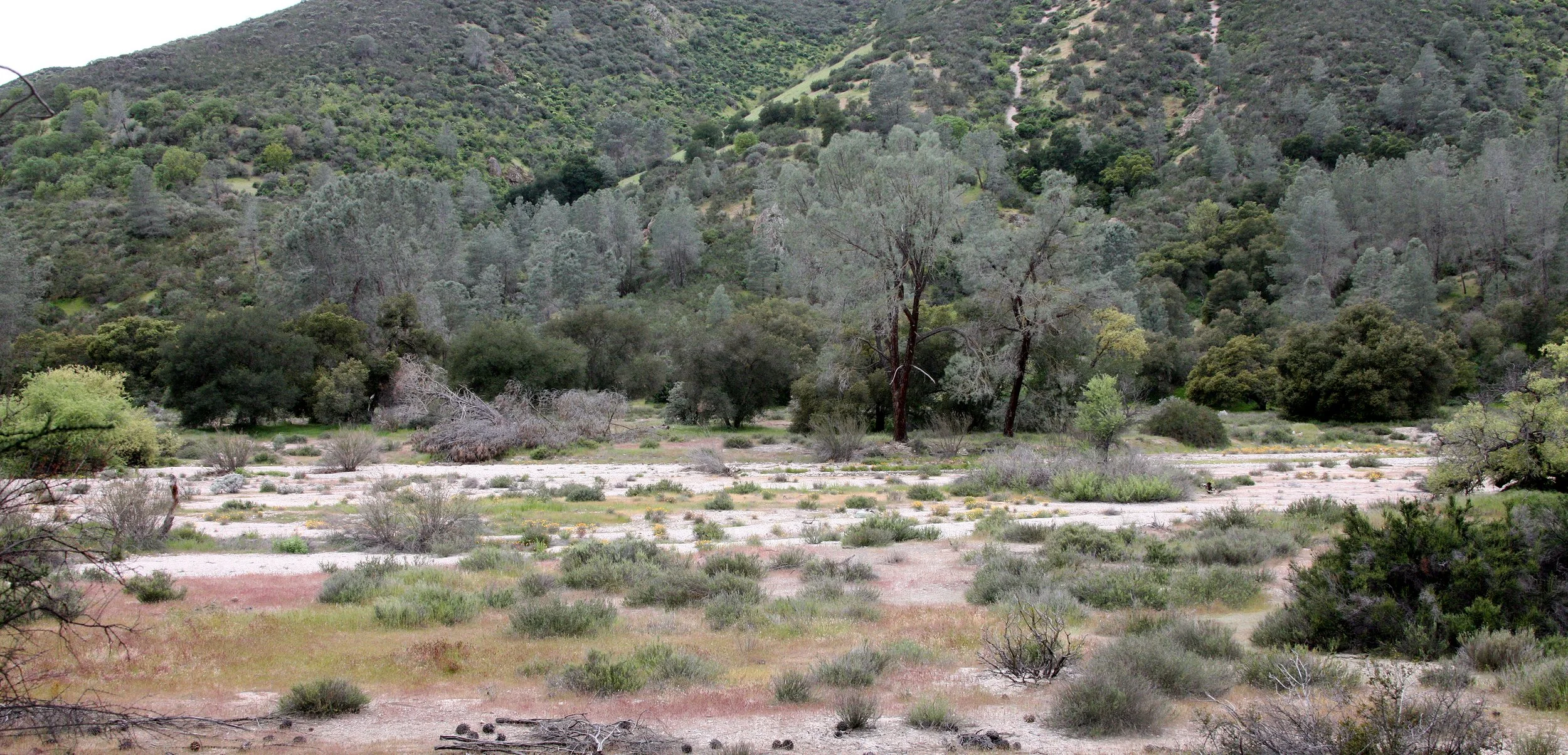 PINNACLES NATIONAL MONUMENT CALIFORNIA - RIPARIAN COMMUNITY.JPG
