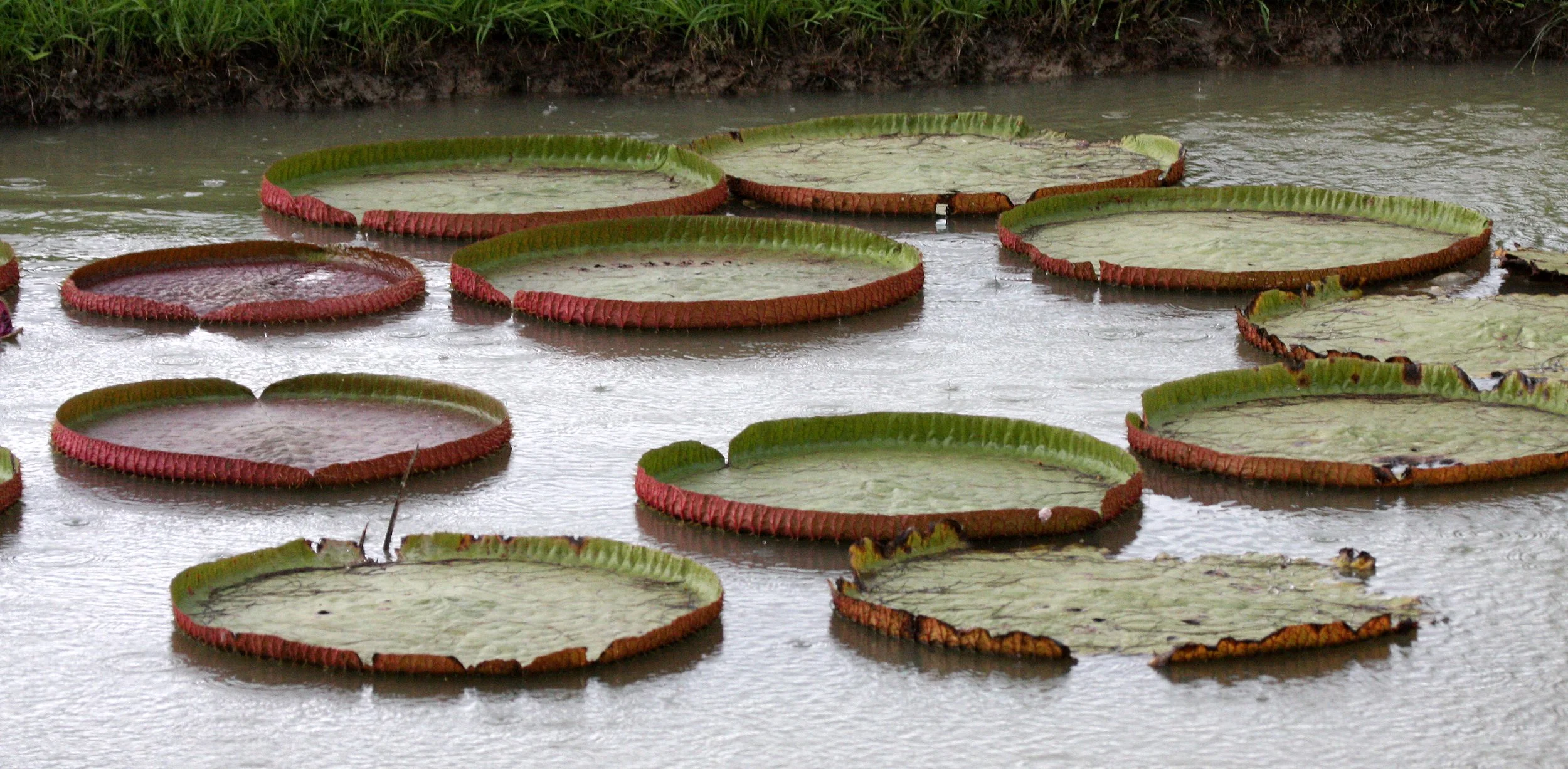 2002 Nakhonsithammarat Cokie's Dedication Ceremony to Buddhism (16).JPG