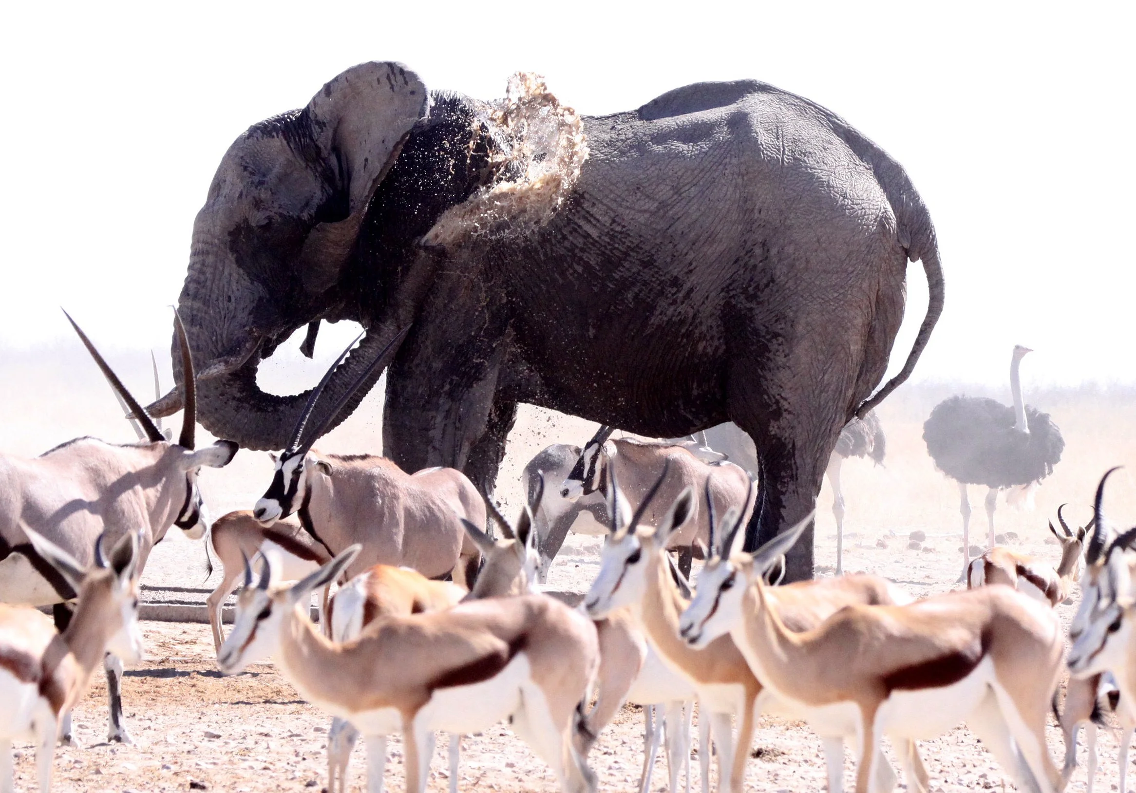 ELEPHANT - AFRICAN ELEPHANT - ETOSHA NATIONAL PARK NAMIBIA (28).JPG