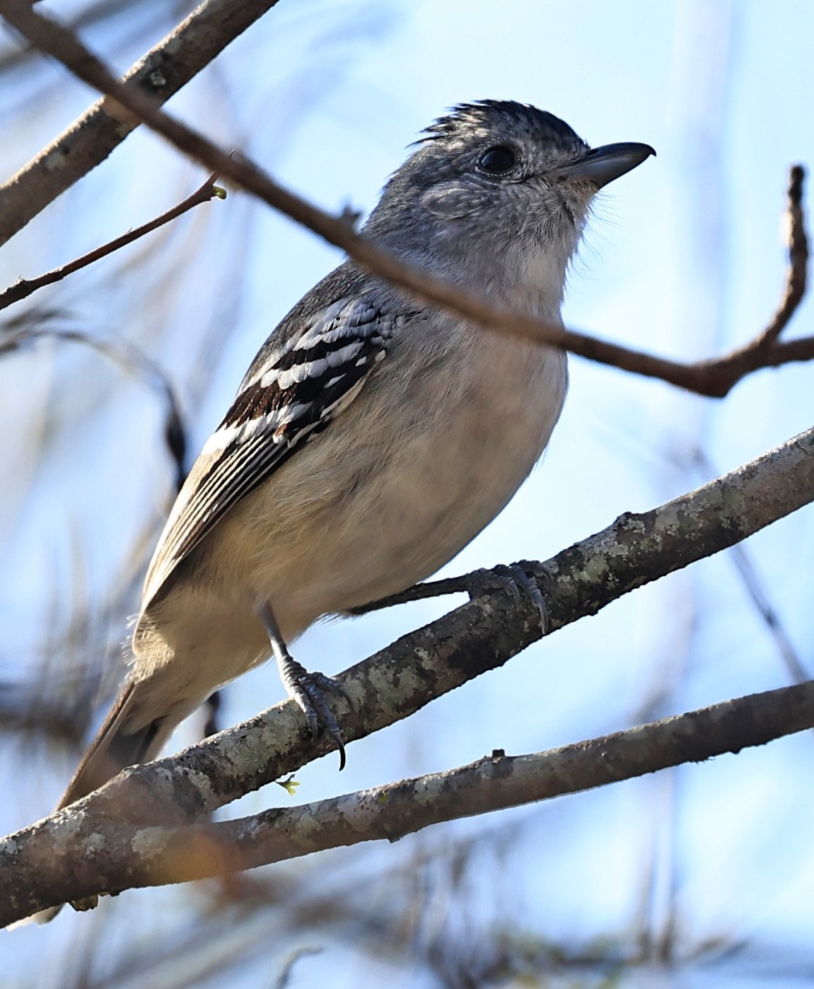 Variable Antshrike (Thamnophilus caerulescens) Aurora Chaquena Reserve - Nueland Mennonite Colony Paraguay (10).jpg