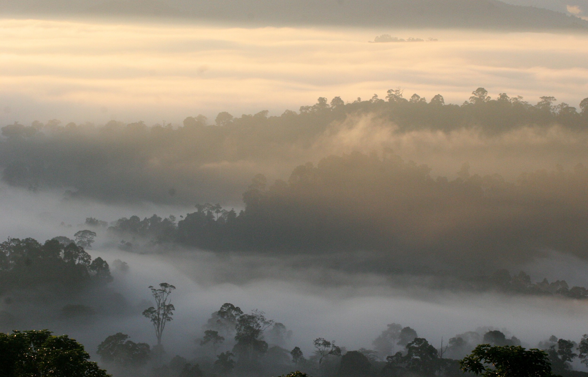 DANUM VALLEY BORNEO - SUNRISE OVER THE DANUM (49).JPG