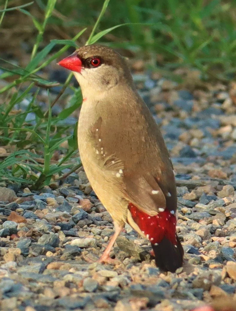 RED AVADAVAT - Amandava amandava - LAT KRABANG RICE FIELDS AT THAP YAO (50).jpg