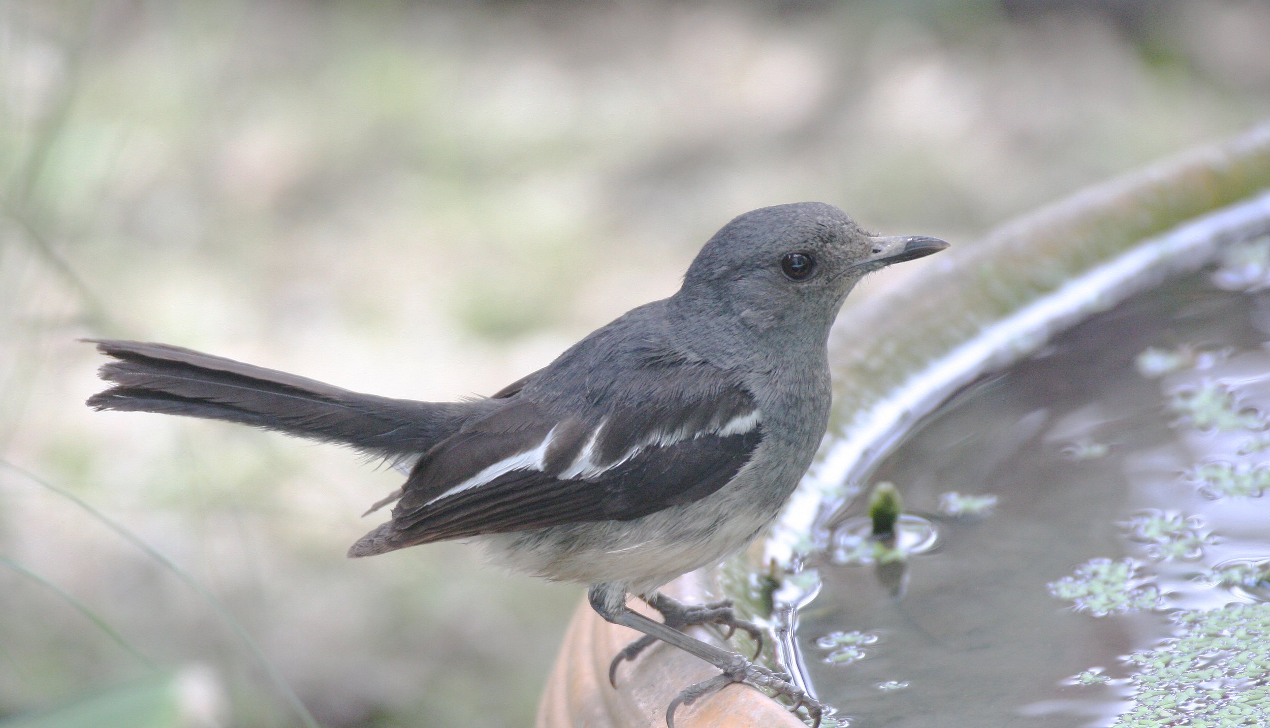 ROBIN - ORIENTAL MAGPIE ROBIN - Copsychus saularis - COPSYCHUS SAULARIS - NST THAILAND (3).JPG