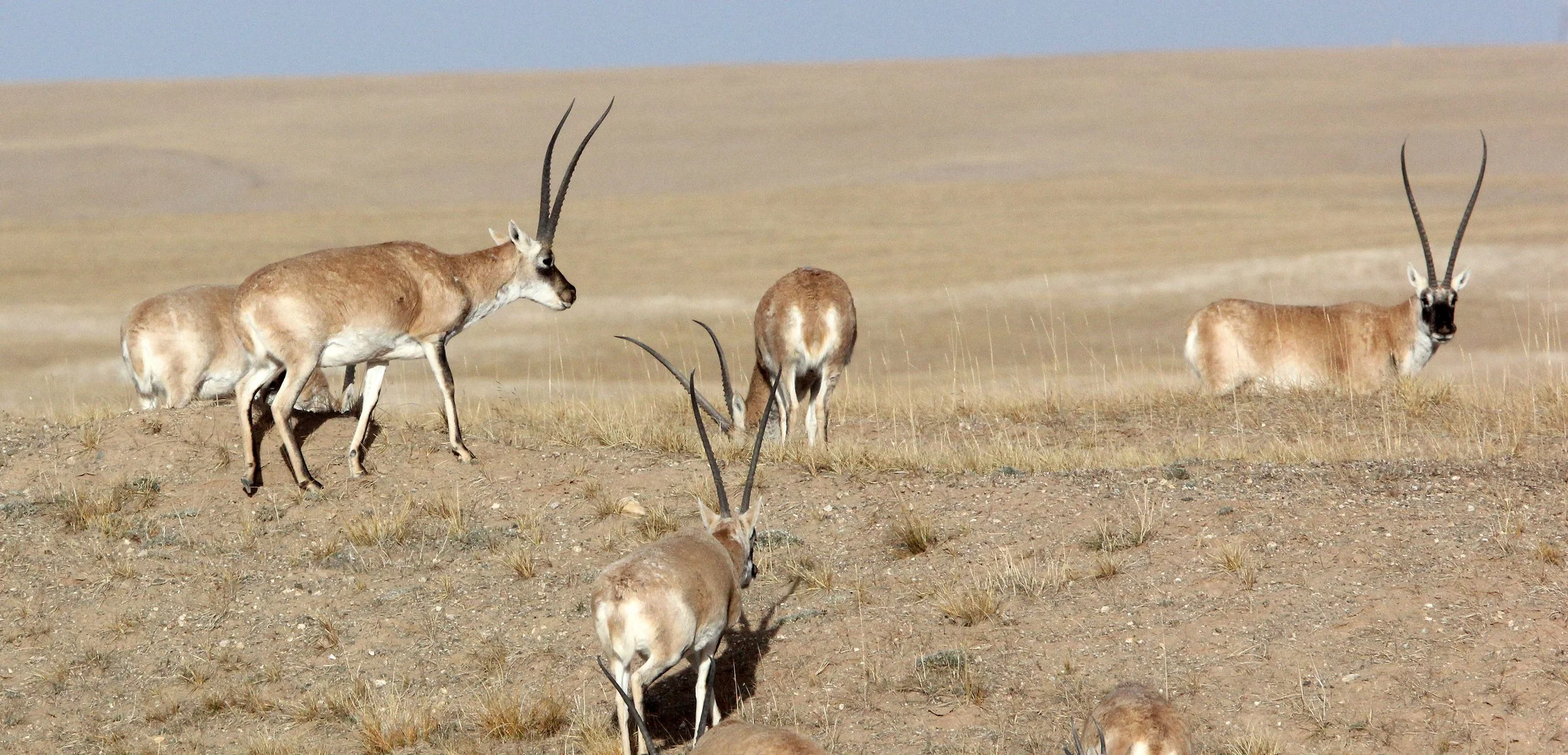 TIBETAN ANTELOPE -  Pantholops hodgsonii - KEKEXILI NATIONAL RESERVE - QINGHAI PROVINCE - CORE AREA (156).JPG