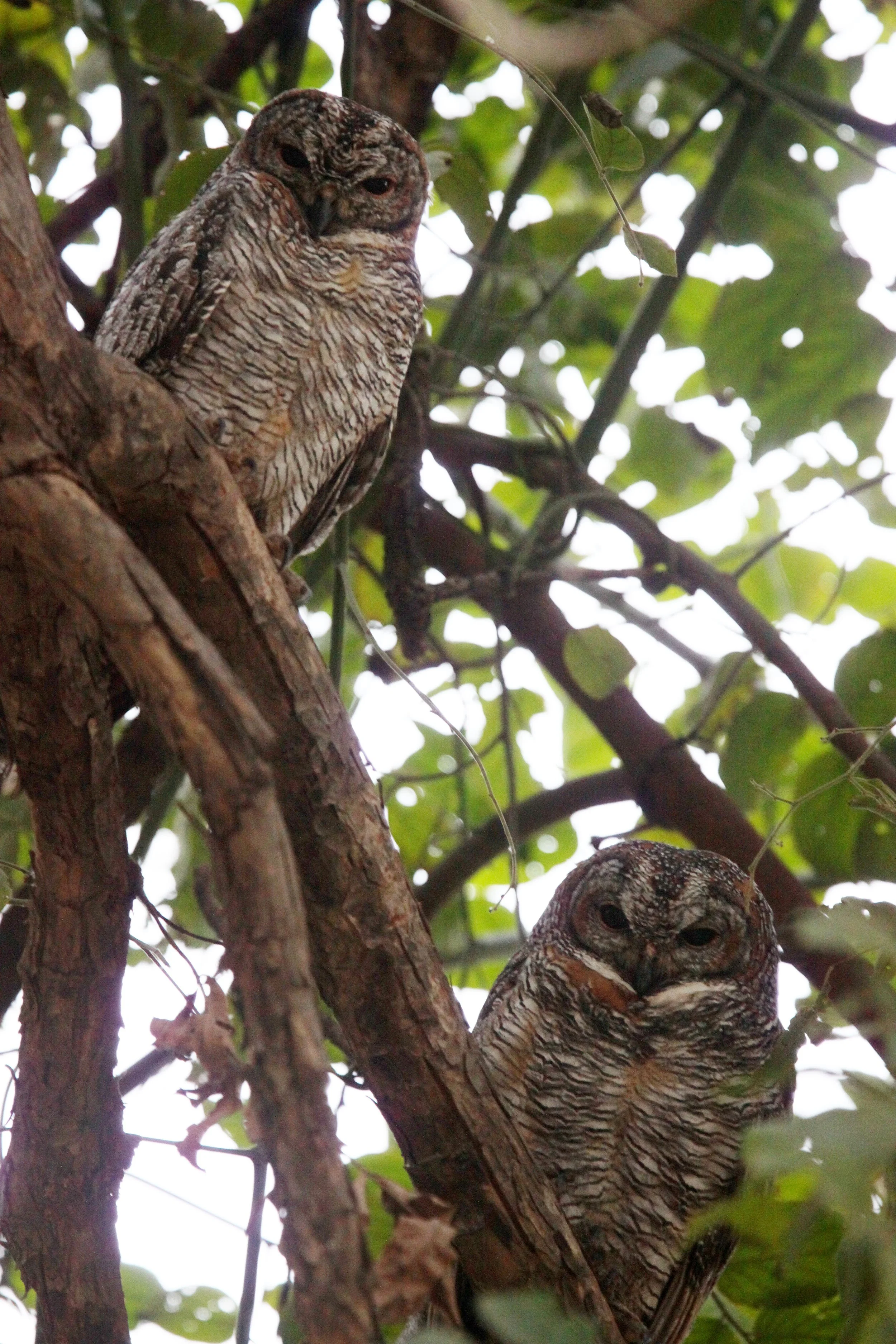 Strix ocellata - MOTTLED WOOD OWL - BANDHAVGAR NATIONAL PARK INDIA (17).JPG