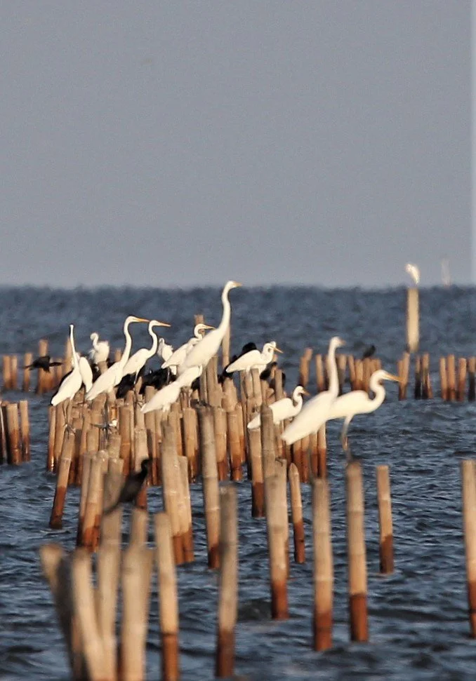 2019 Ban Pak Khlong Pramong in Chachoengsao Whale Trip (5).JPG