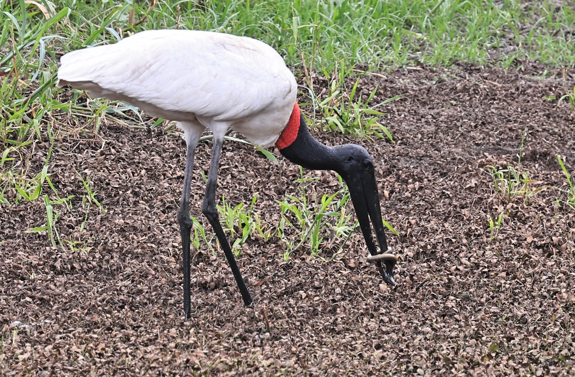 Jabiru (Jabiru mycteria) Agua Dulce Paraguay (22).jpg