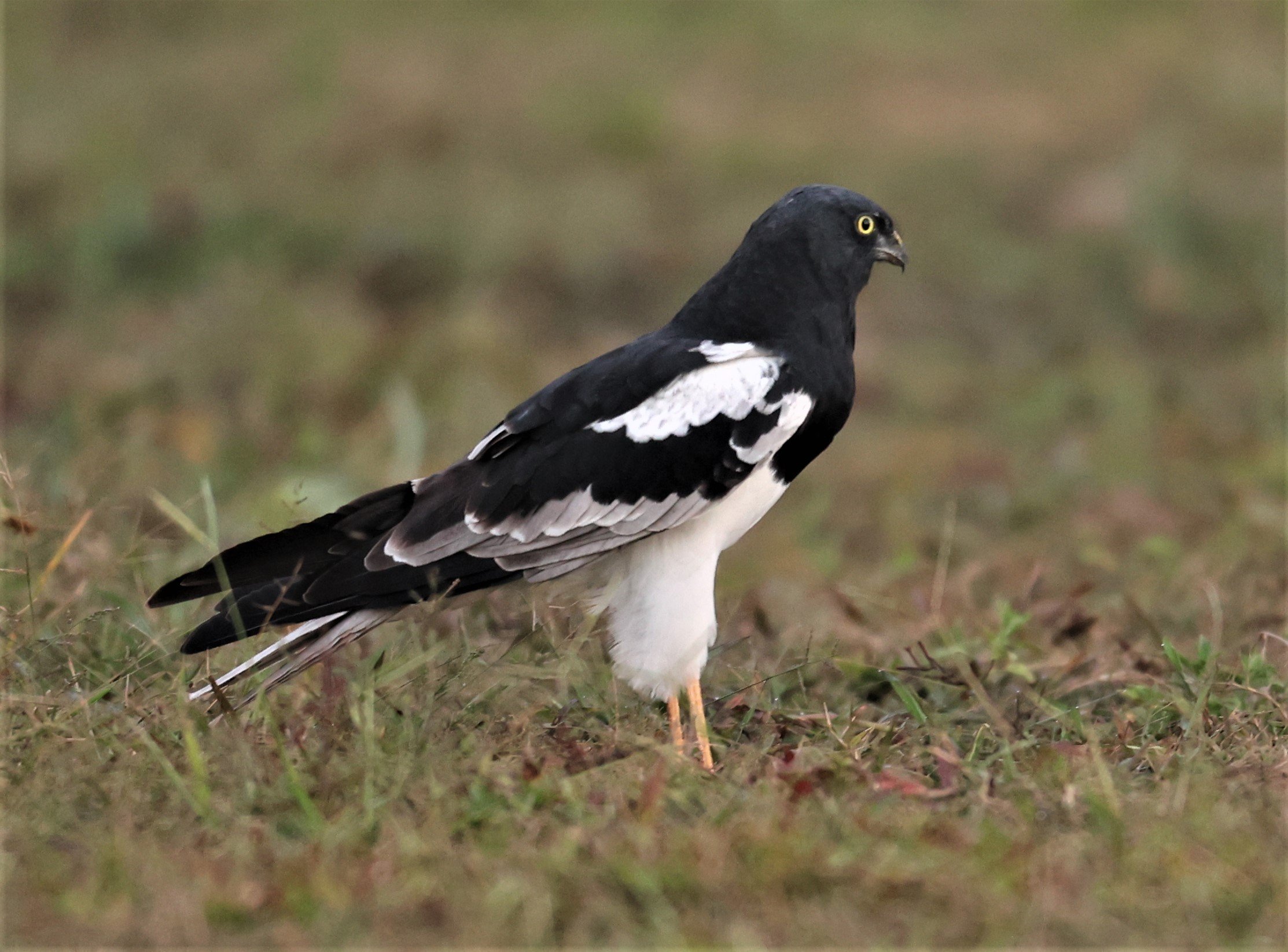 HARRIER - PIED HARRIER - Circus melanoleucos - YONOK CHIANG SAEN CHIANG RAI - ROOST (95).JPG