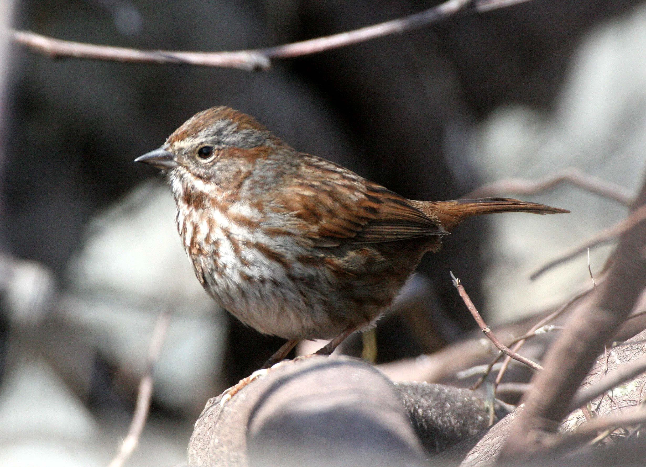 BIRD - SPARROW - SONG SPARROW - LAKE FARM BEACH WA (2).JPG