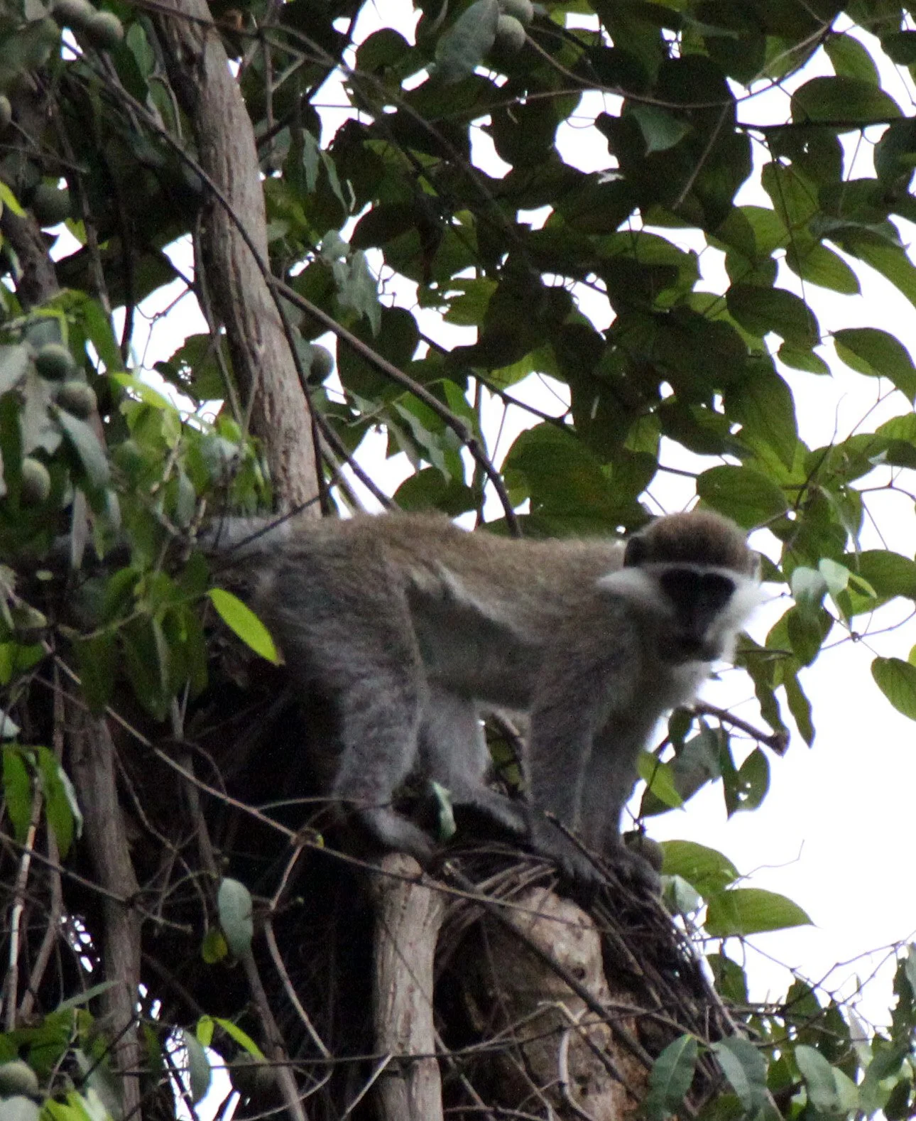 CERCOPITHECIDAE - Chlorocebus aethiops - GRIVET MONKEY - LANGANO LAKE ETHIOPIA (63).JPG