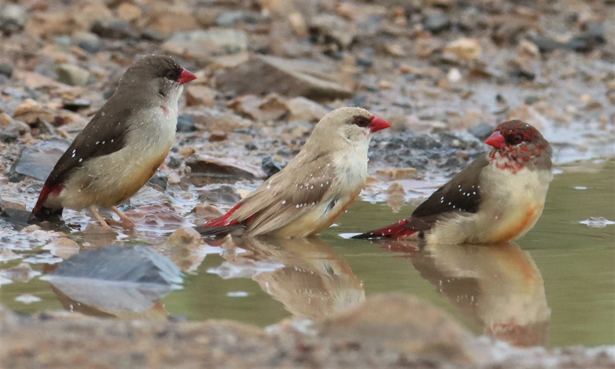 RED AVADAVAT - Amandava amandava - THAP YAO RICE FIELDS LAT KRABANG WITH LEUCISTIC FORM (51).jpg