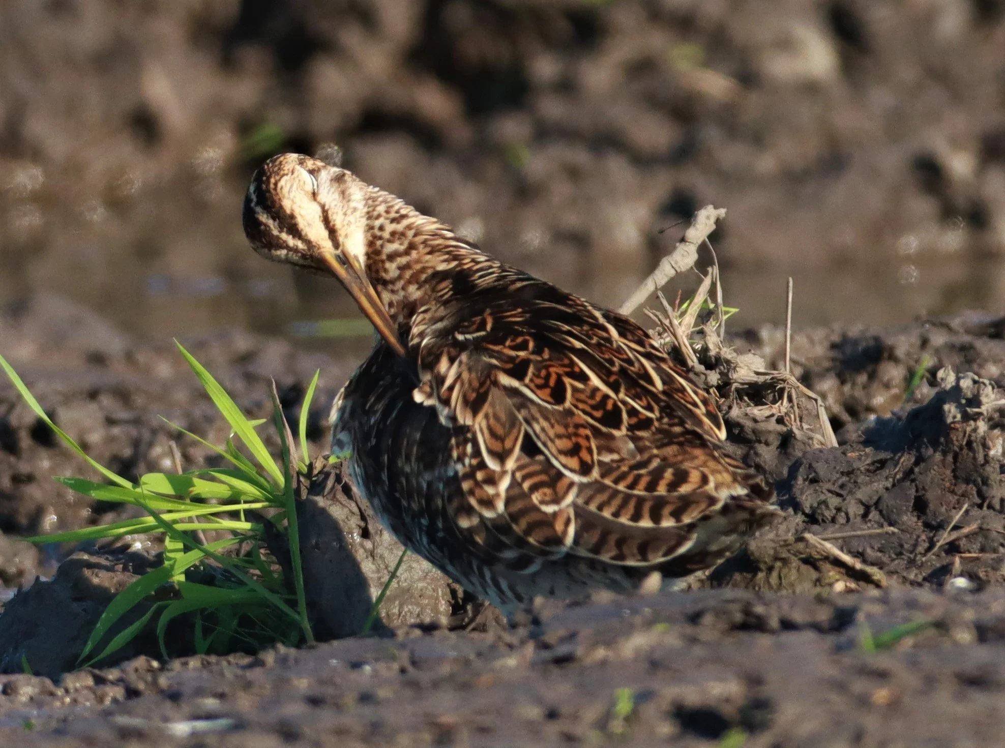 SNIPE - PINTAIL SNIPE - Gallinago stenura - PATHUM THANI RICE RESEARCH CENTER AUGUST 24 2021 (88).jpg