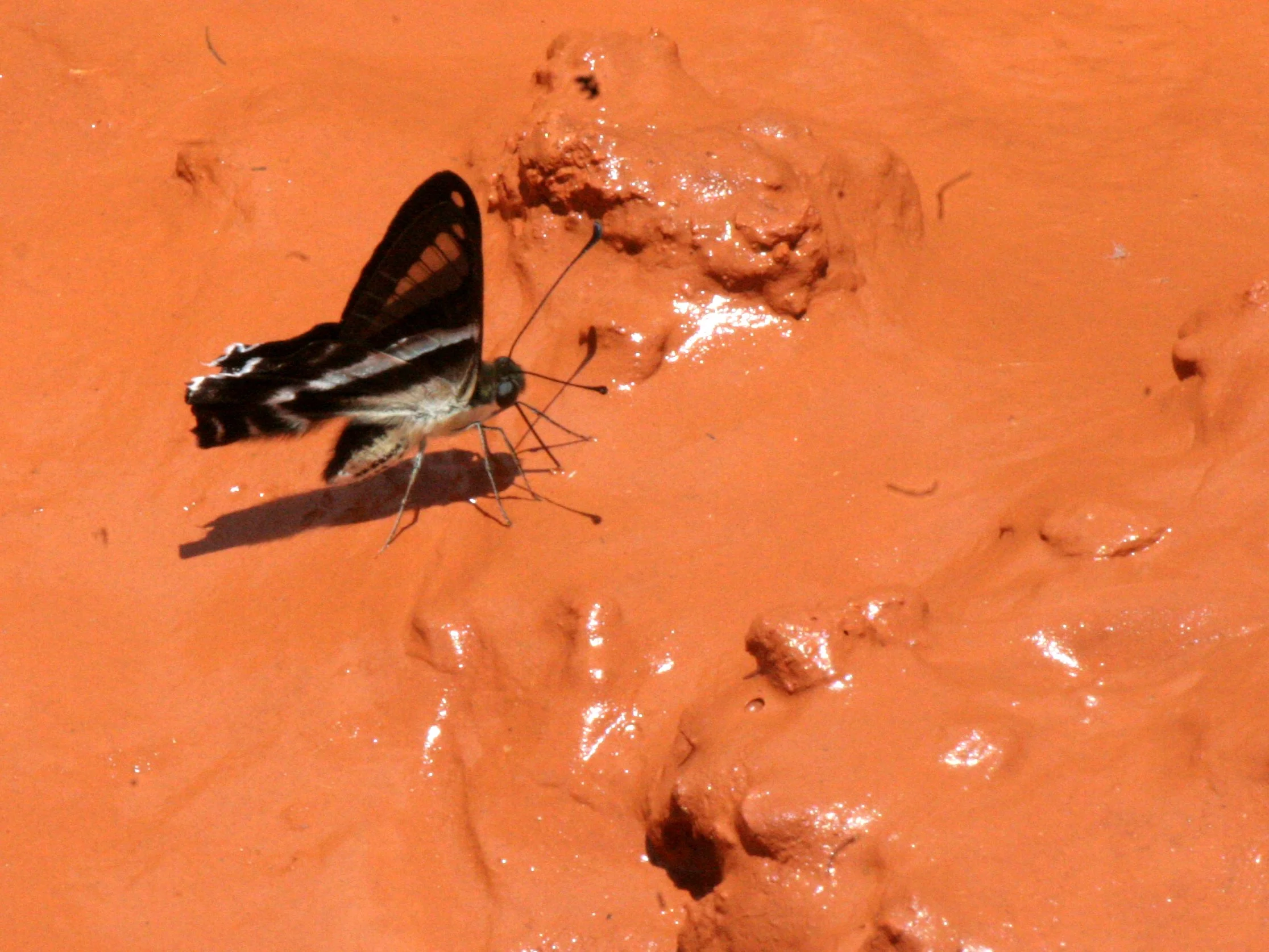 Papilionidae - Lamproptera curius - Khao Yai NP, Thailand 